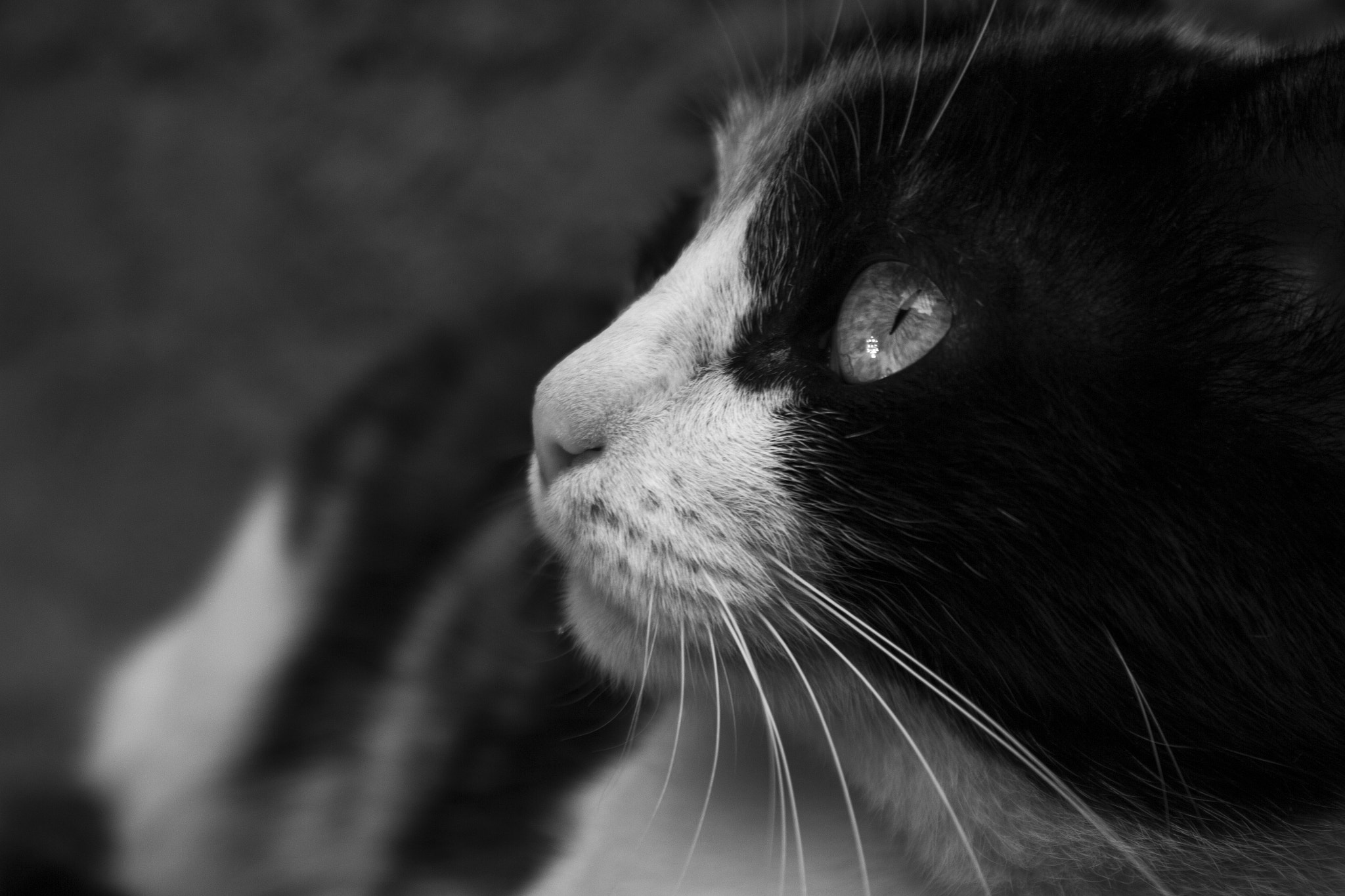 Canon EF-S 18-55mm F3.5-5.6 IS sample photo. Gatos photography