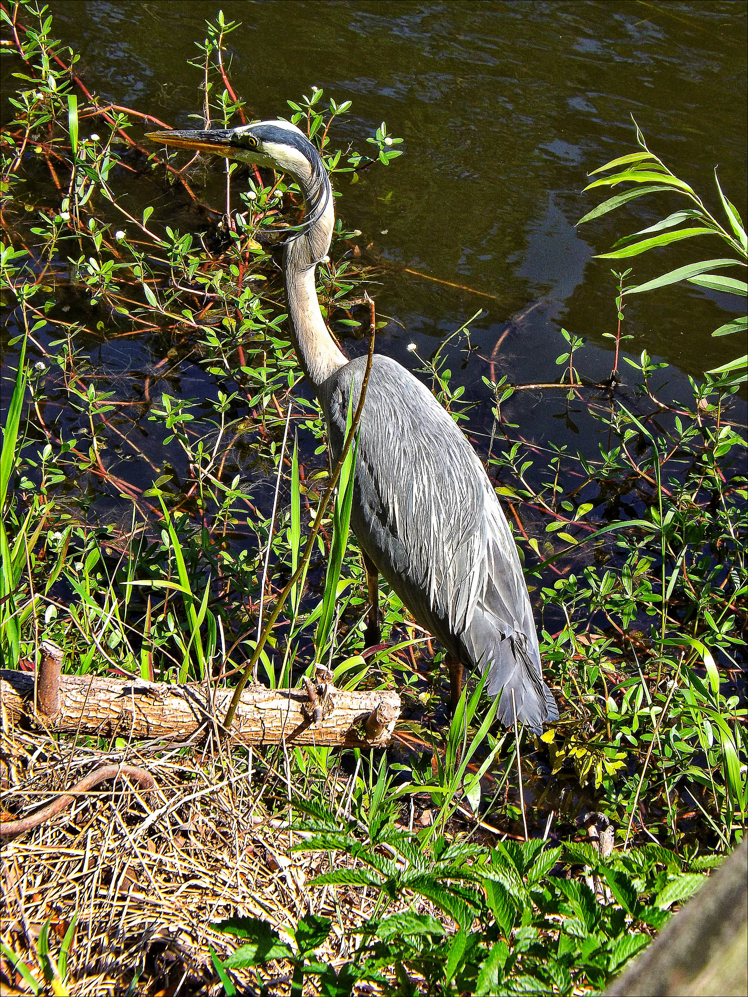 Fujifilm FinePix S4400 sample photo. Blue heron photography