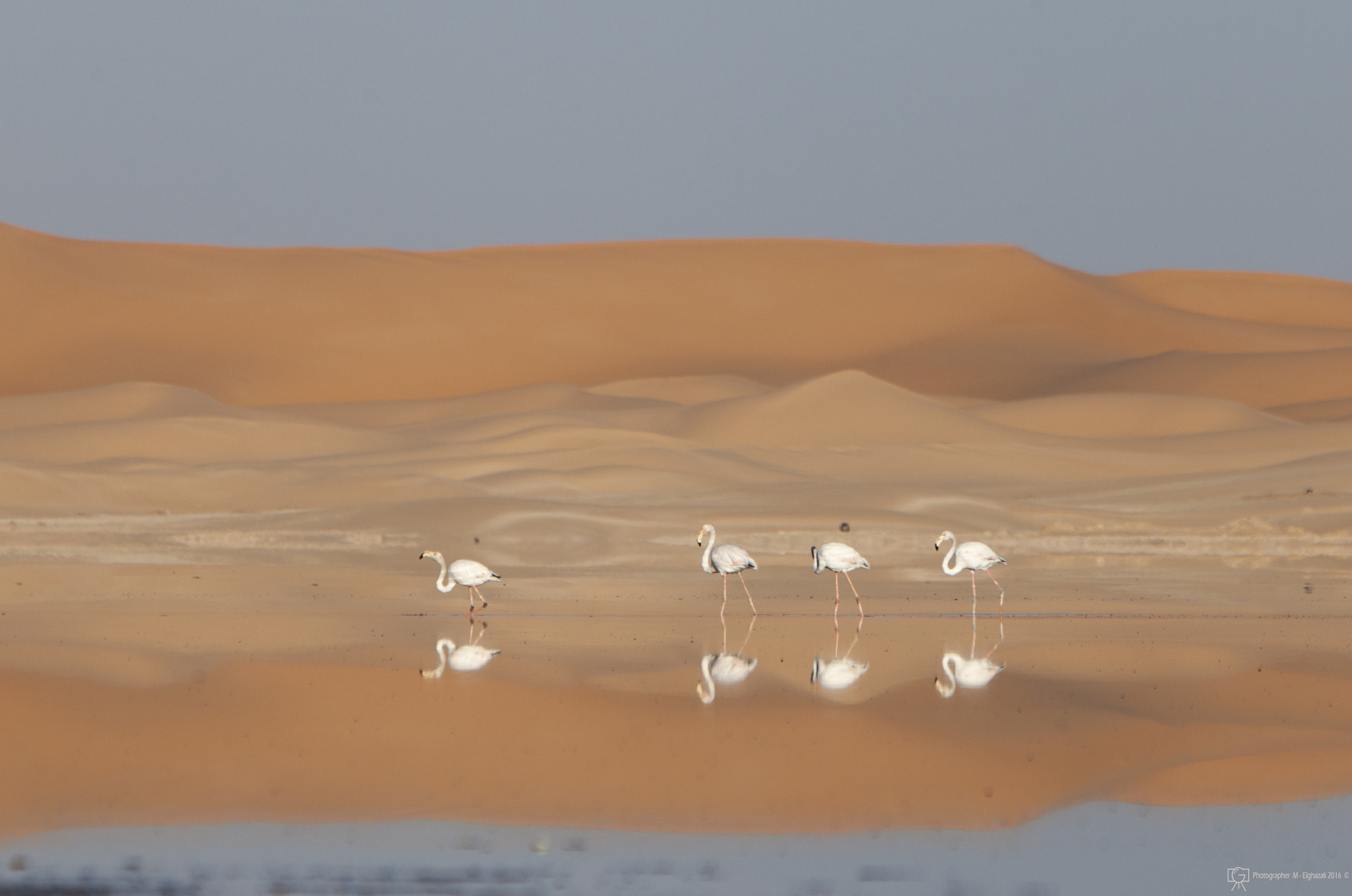 Canon EOS 5D Mark II + Canon EF 70-200mm F2.8L IS USM sample photo. Magic in desert photography