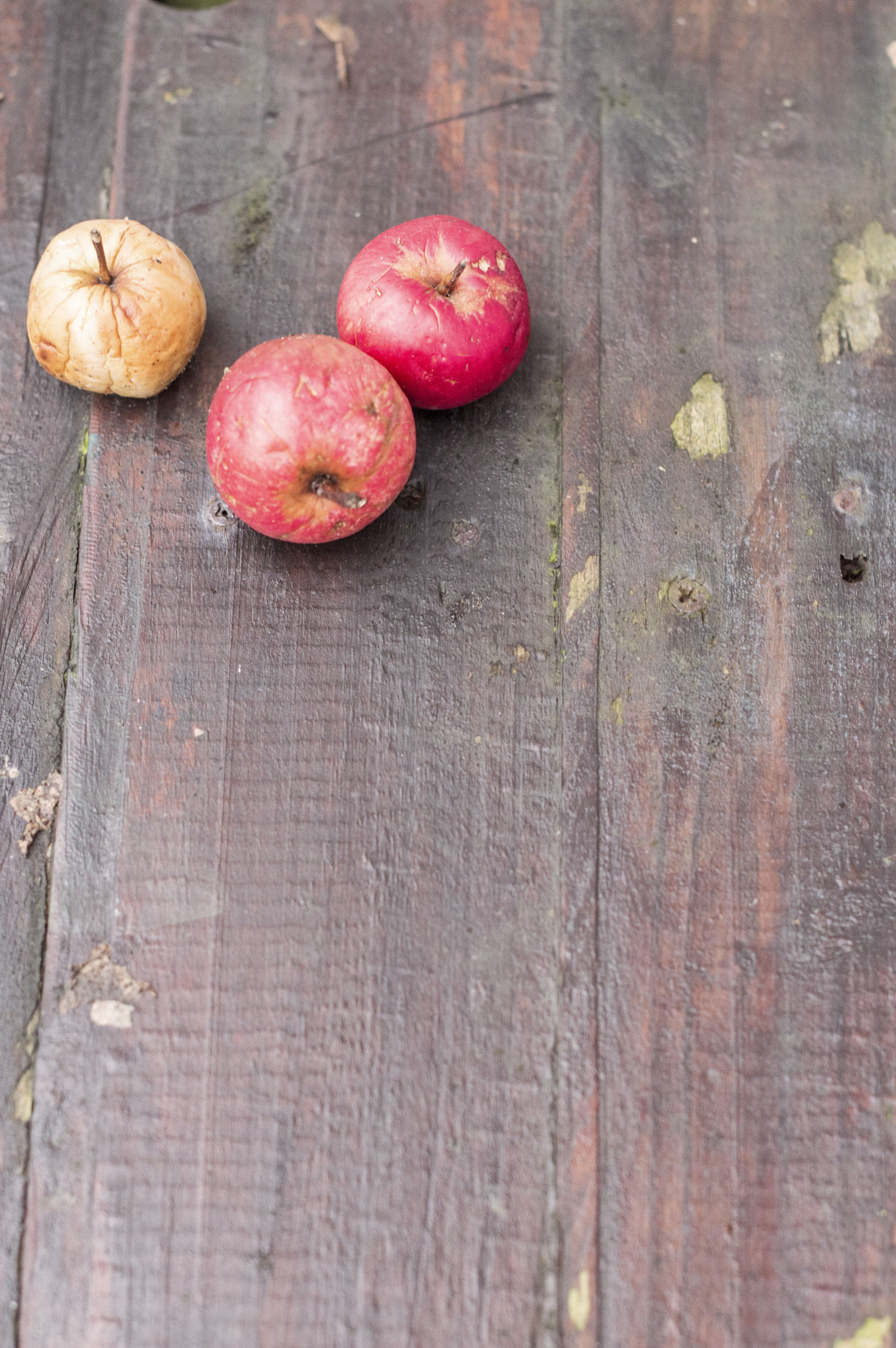 Nikon D3200 + Nikon AF-S Nikkor 50mm F1.4G sample photo. Apples to apples photography