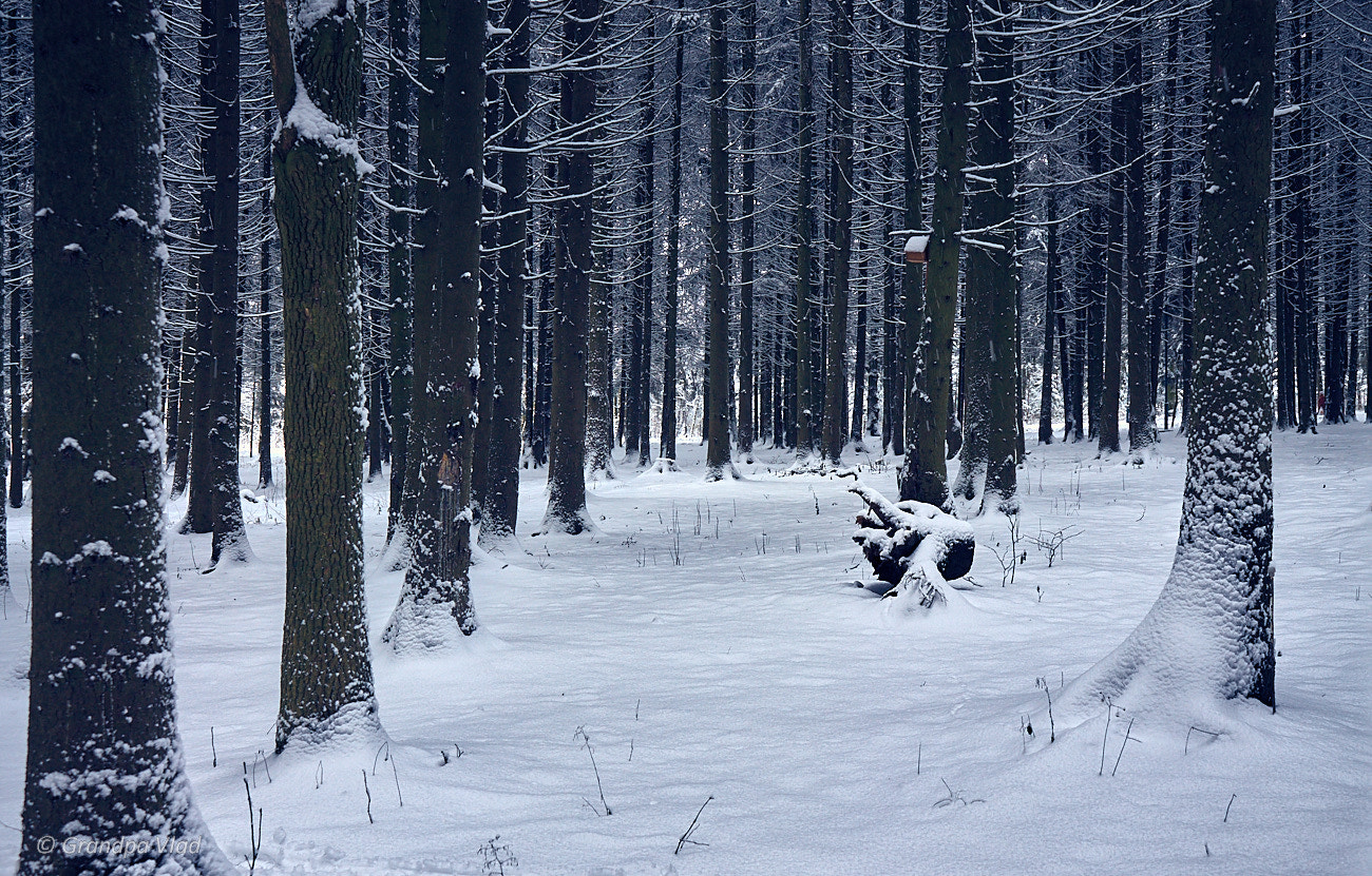Canon EOS 1100D (EOS Rebel T3 / EOS Kiss X50) sample photo. After snowfall... photography