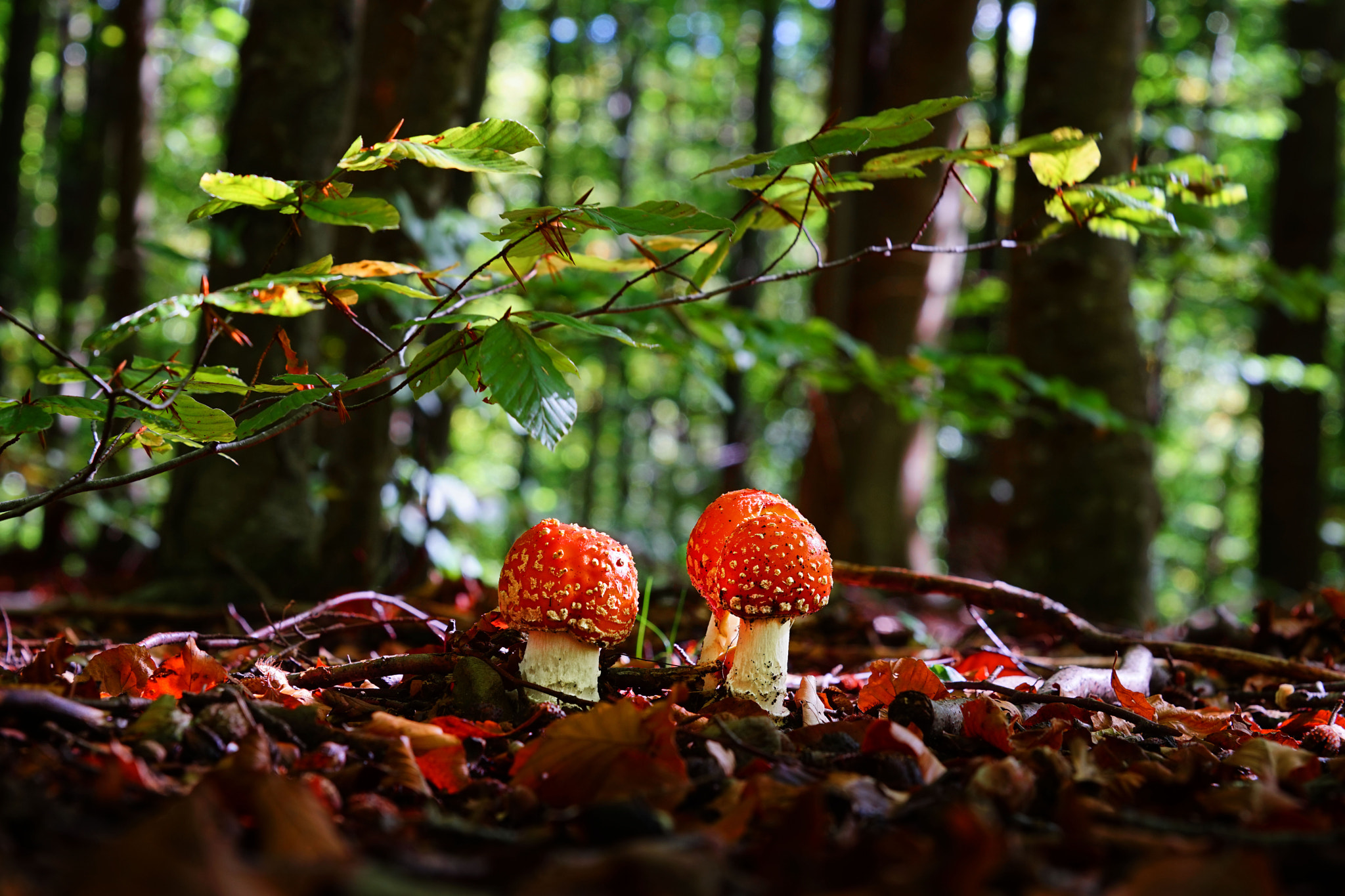 Sony a7 sample photo. Amanita muscaria photography