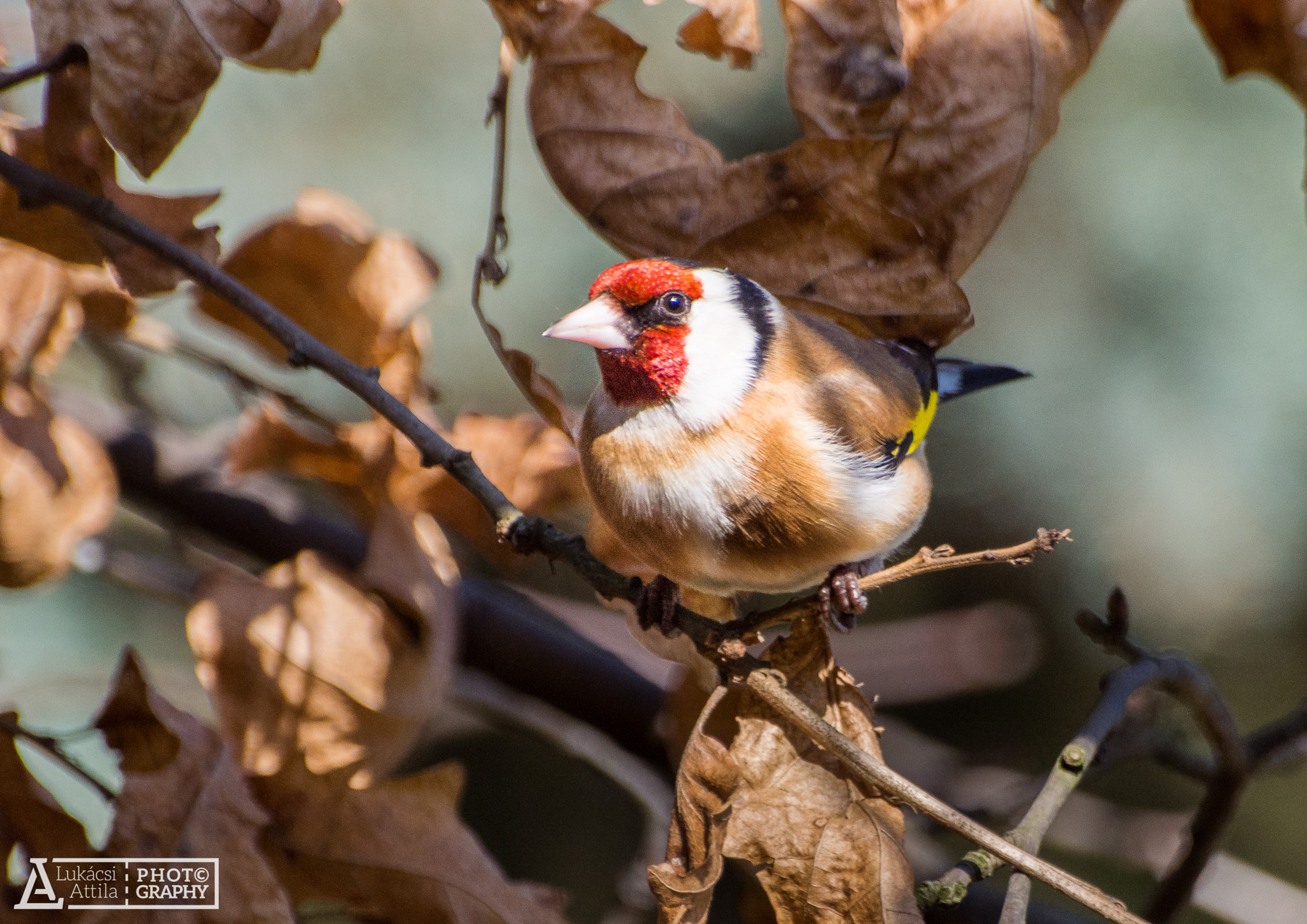 Olympus PEN E-PL5 sample photo. The bird of the year photography
