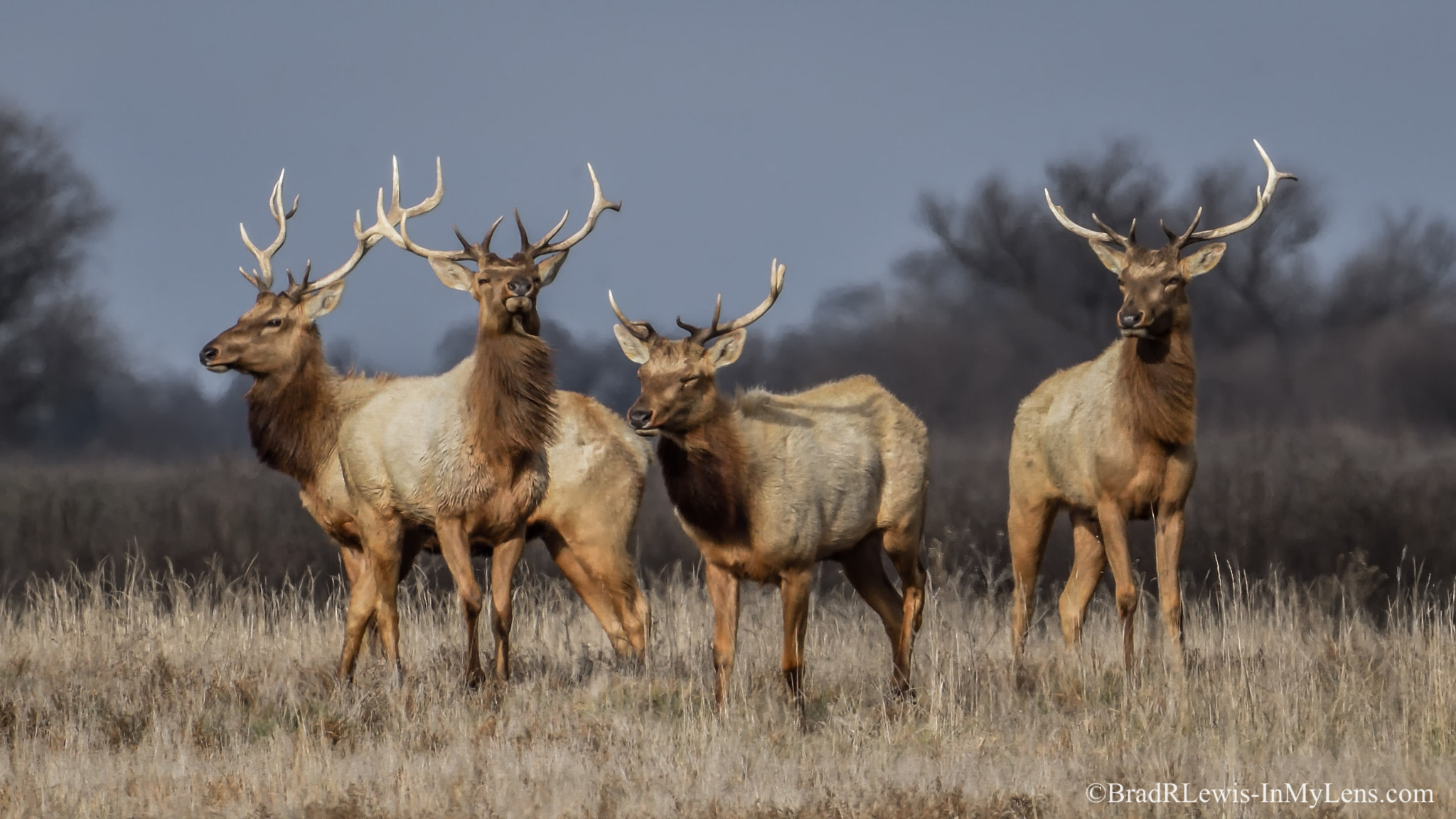 Nikon D5 + Nikon AF-S Nikkor 500mm F4E FL ED VR sample photo. Tule ellk photography