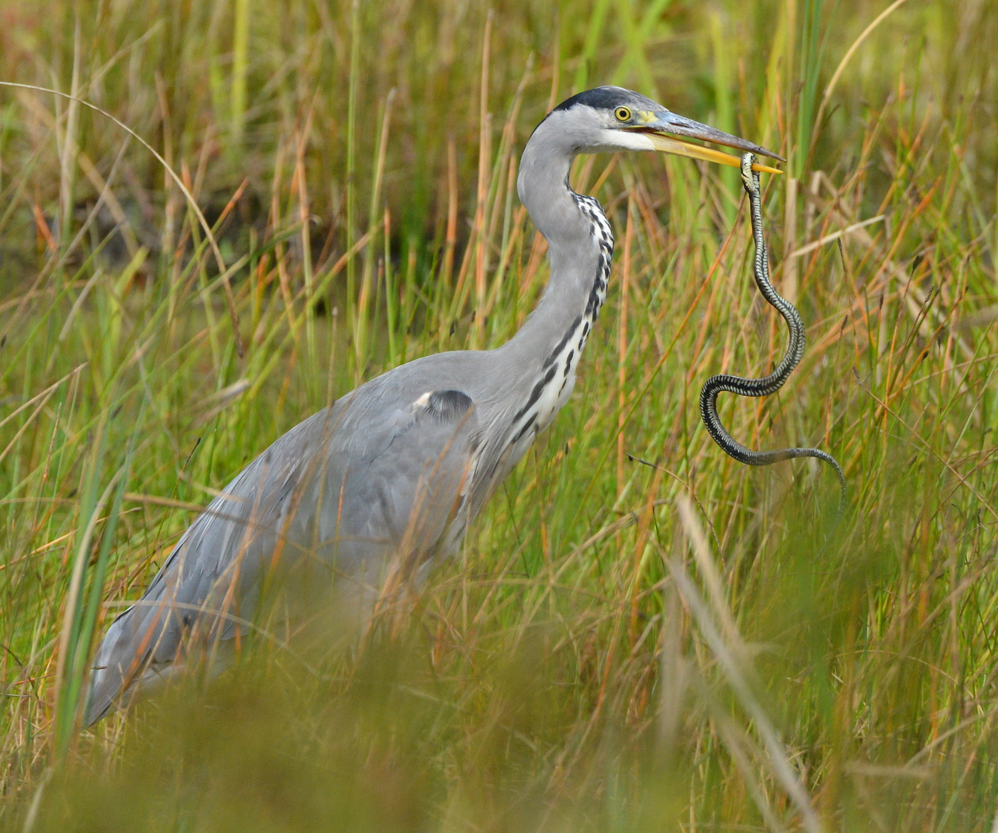 Nikon D600 + Nikon AF-S Nikkor 500mm F4G ED VR sample photo. Grey heron eats snake photography