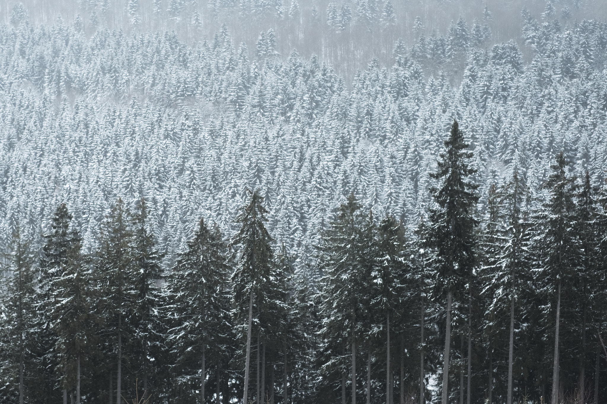 Fujifilm X-E2S + Fujifilm XF 35mm F1.4 R sample photo. A few trees. photography