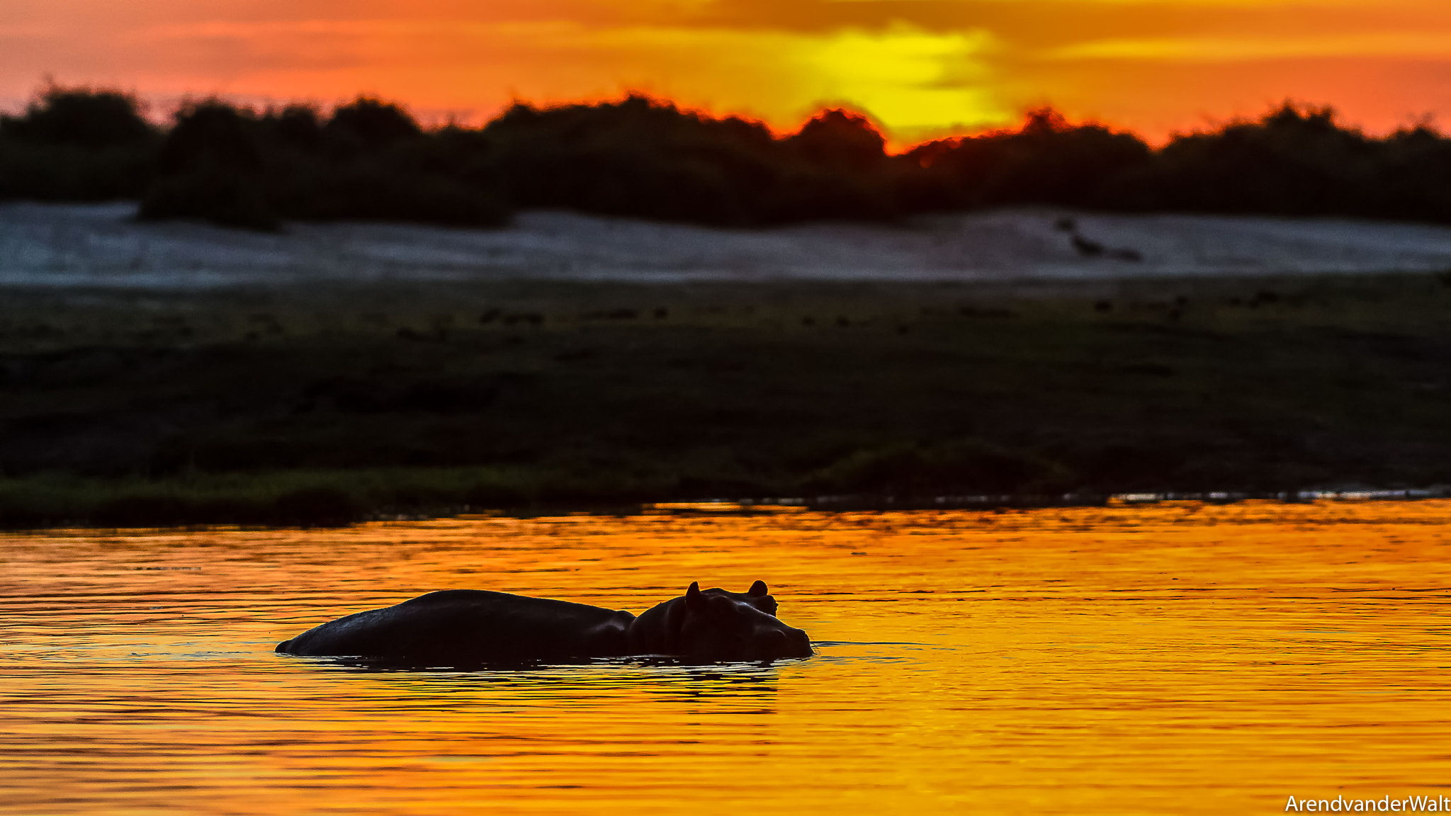 Nikon D7000 sample photo. Chobe river hippo @ sunset photography