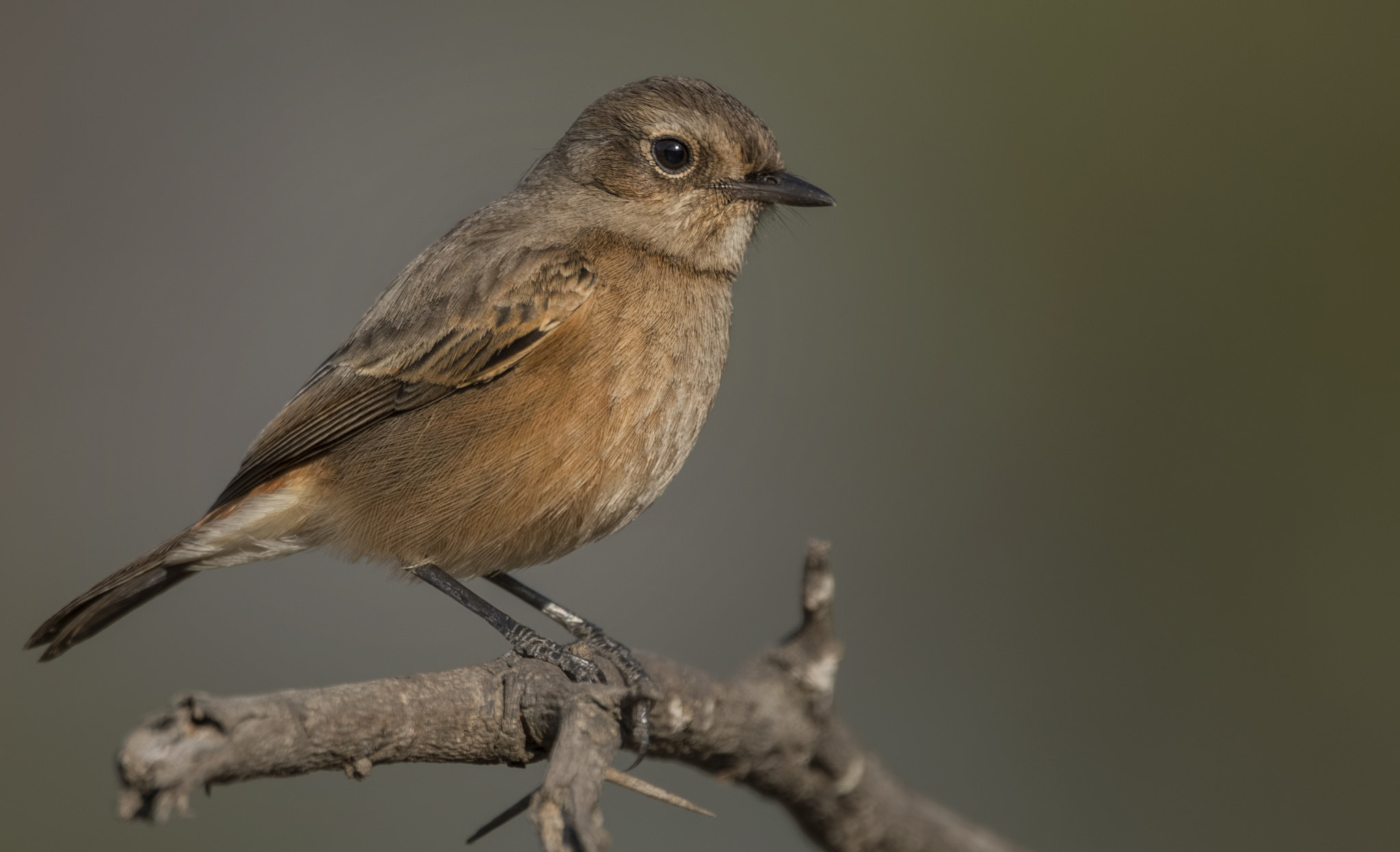 Nikon D750 + Nikon AF-S Nikkor 500mm F4G ED VR sample photo. Stonechat photography