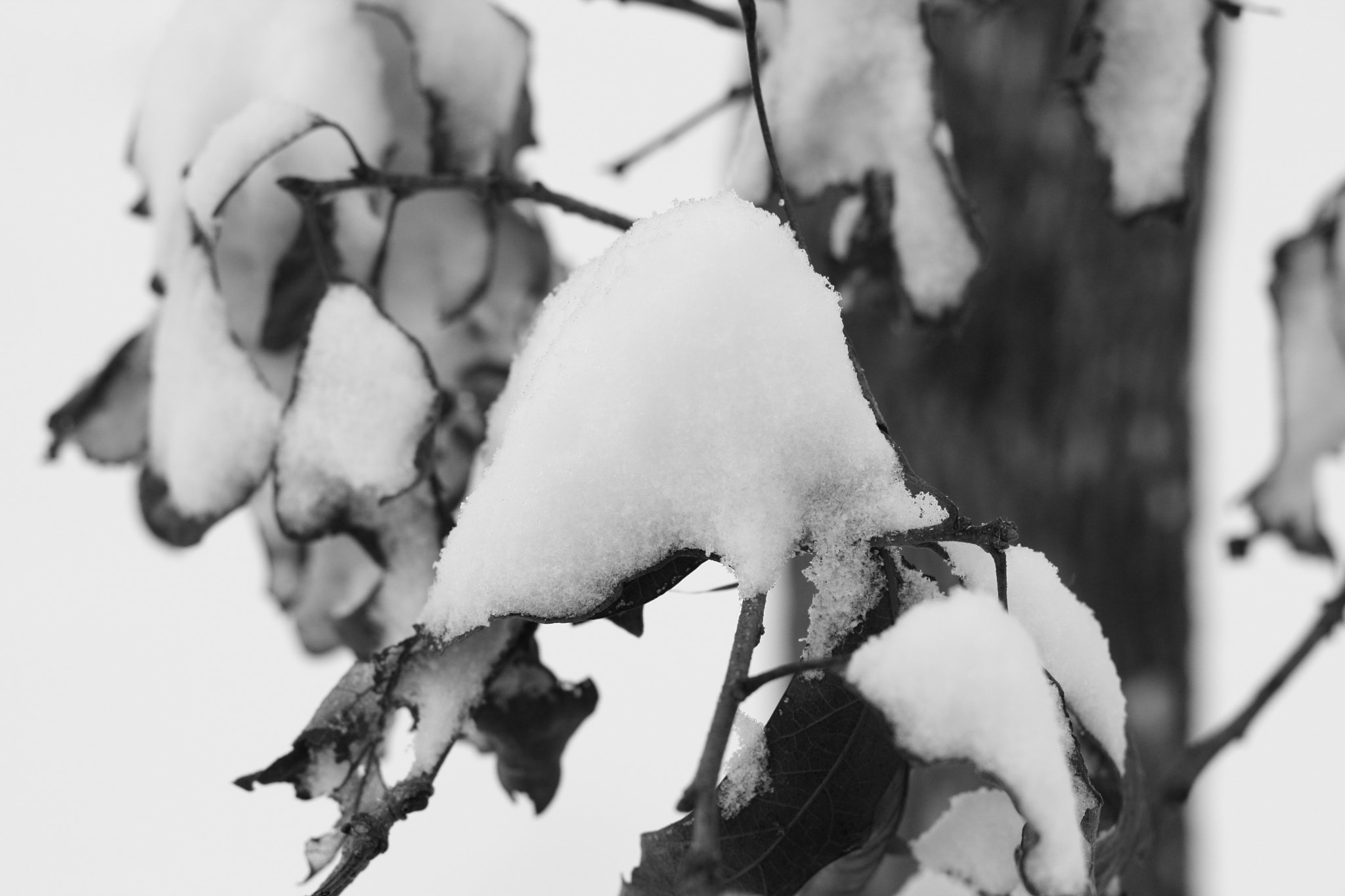 Canon EOS 1000D (EOS Digital Rebel XS / EOS Kiss F) sample photo. Snow photography
