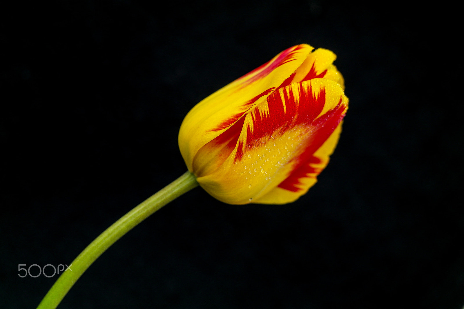 Samsung NX20 sample photo. Tulip photography