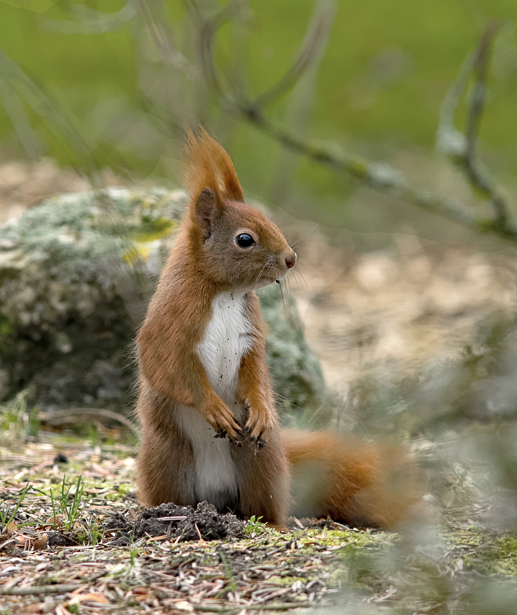 Sigma 300mm F2.8 APO EX DG HSM sample photo. Squirrel photography