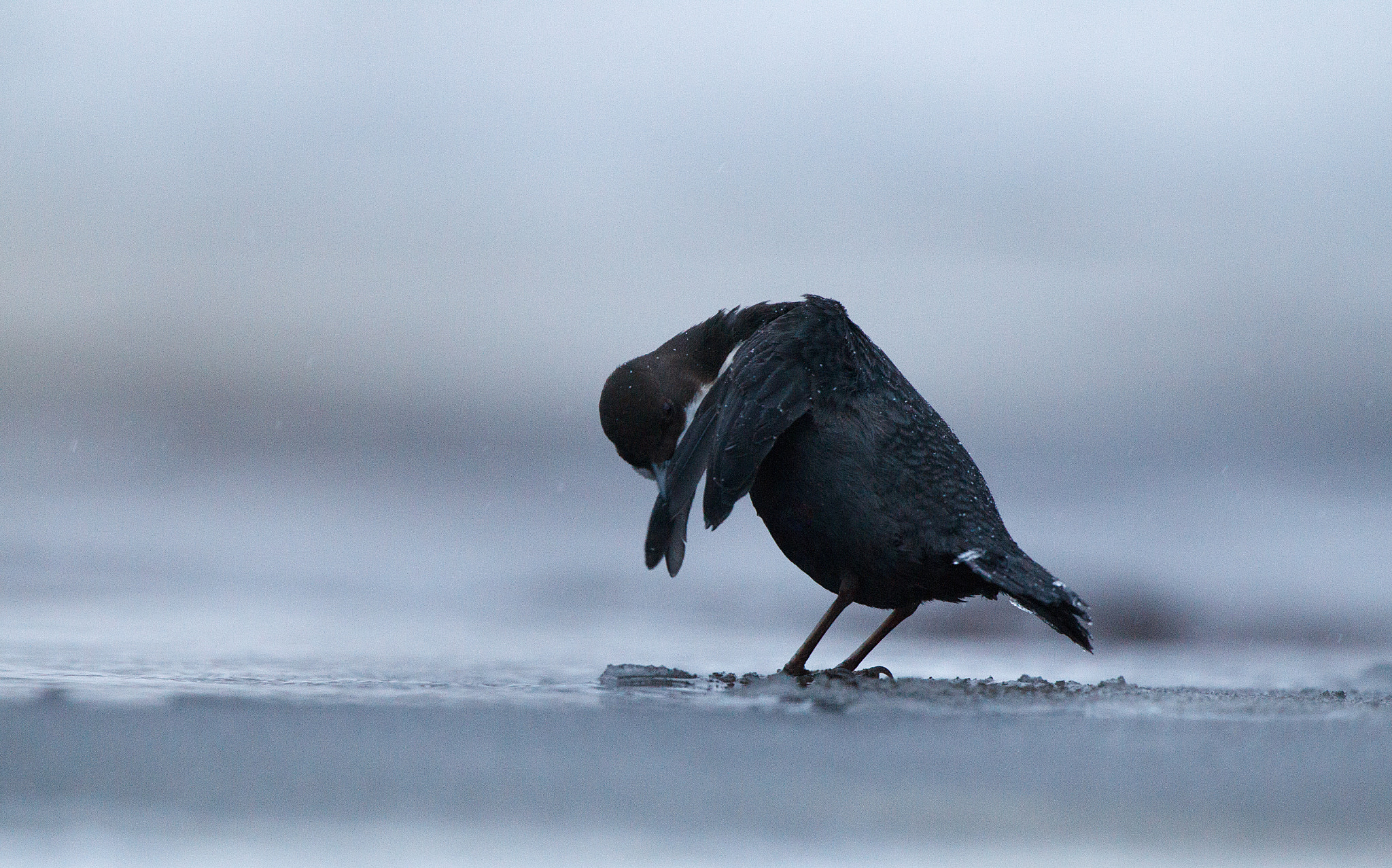 Canon EOS-1D Mark IV + Canon EF 300mm F2.8L IS USM sample photo. Morning exercises photography