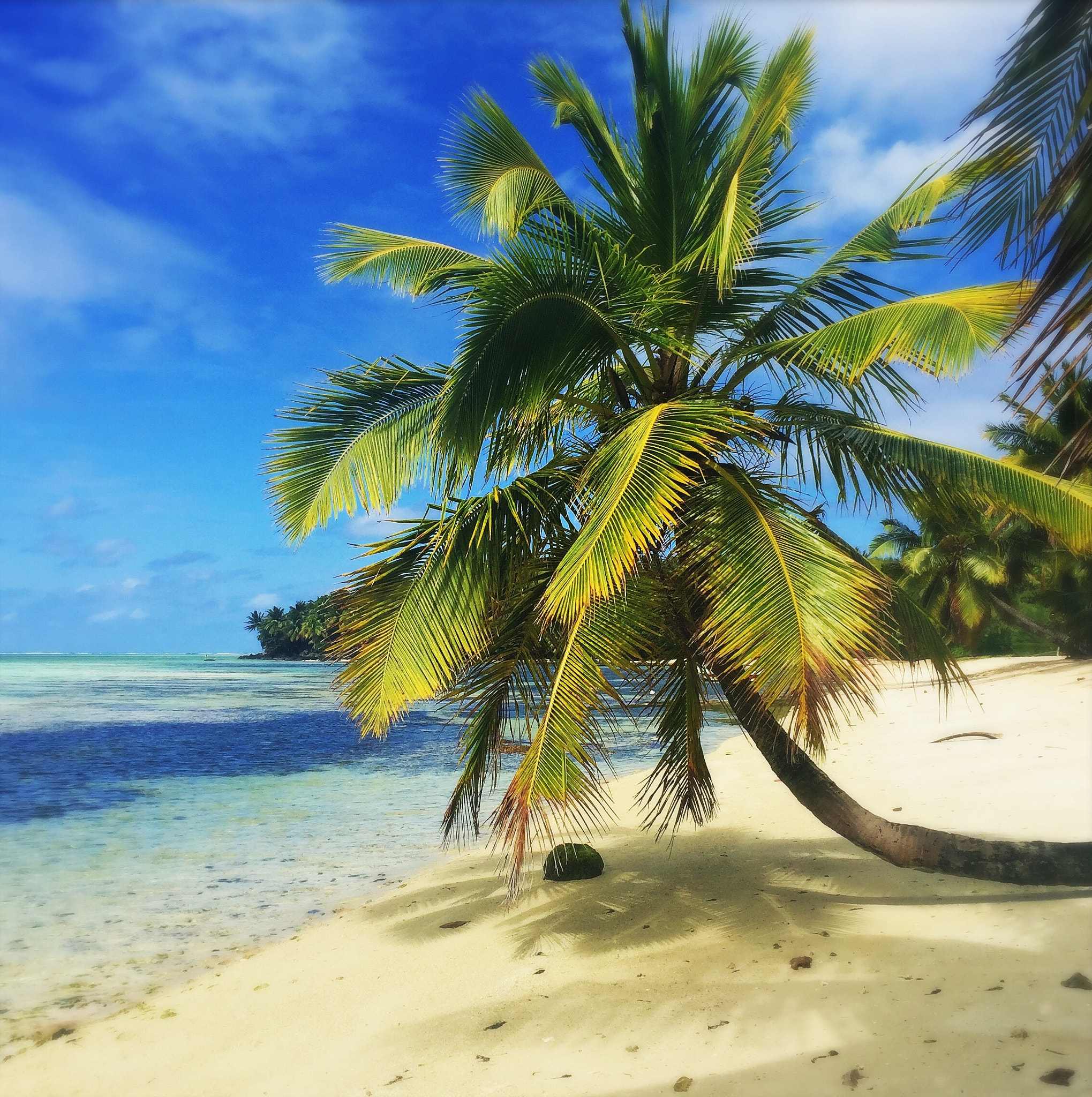 Hipstamatic 314 sample photo. Palm tree in paradise. photography