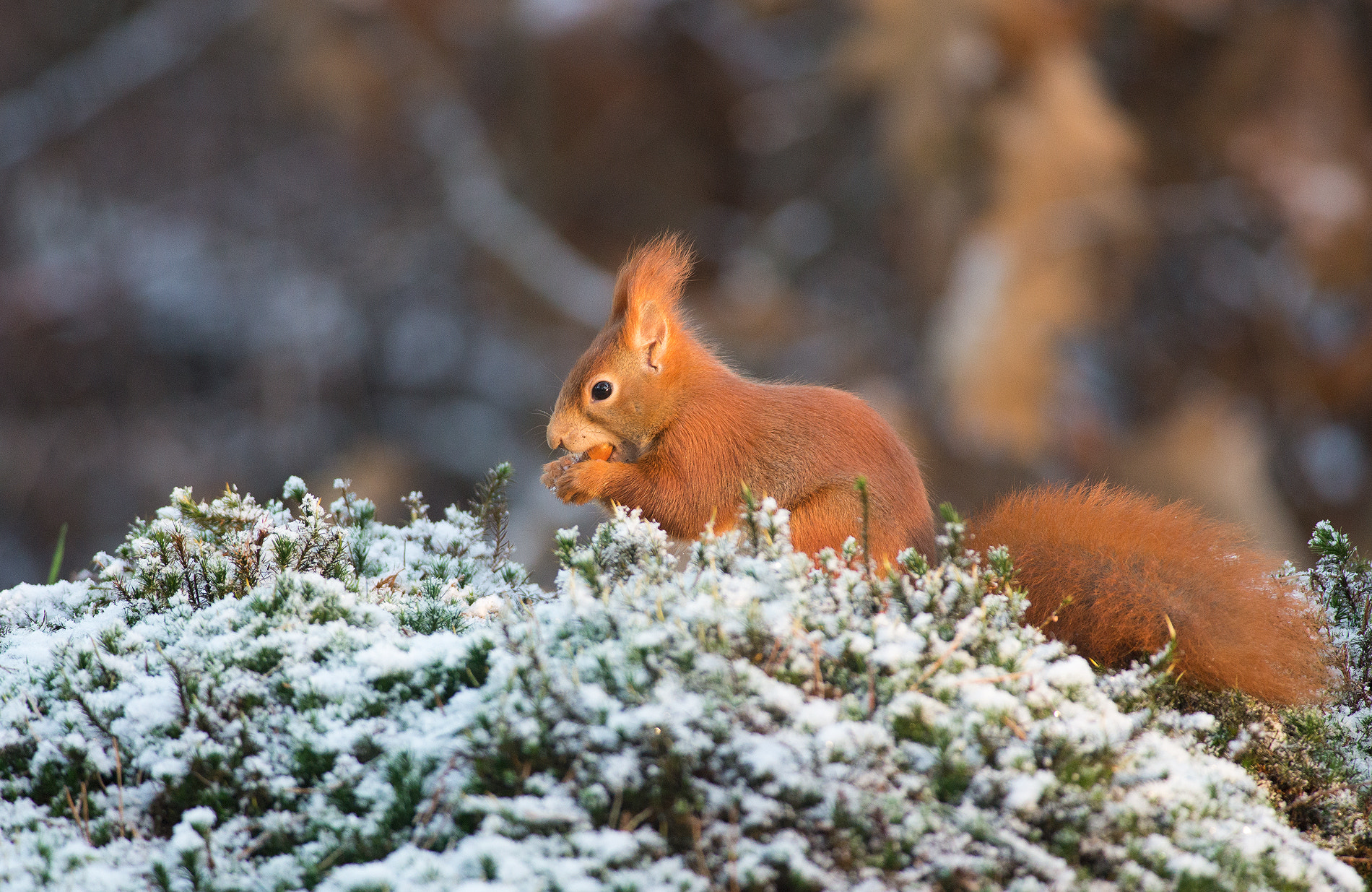 Nikon D610 + Nikon AF-S Nikkor 300mm F4D ED-IF sample photo. Squirrel photography