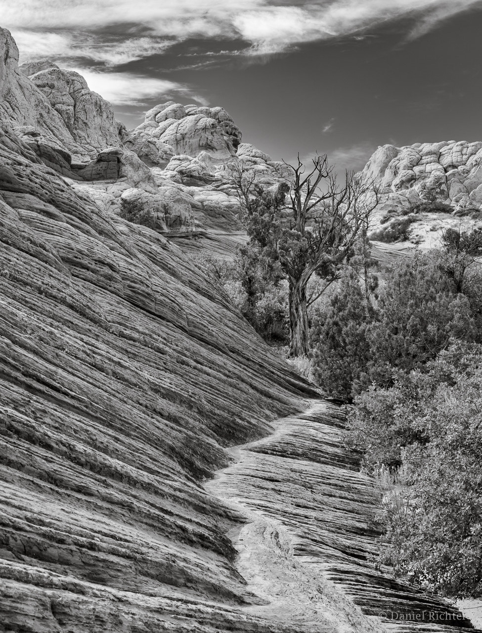 Nikon D700 sample photo. Tree in (black and) white pocket photography