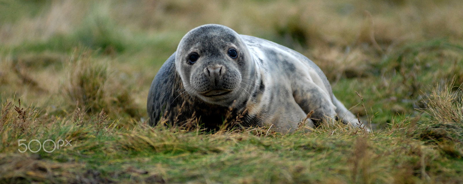 Nikon AF-Nikkor 80-200mm F2.8D ED sample photo. Seal pup photography