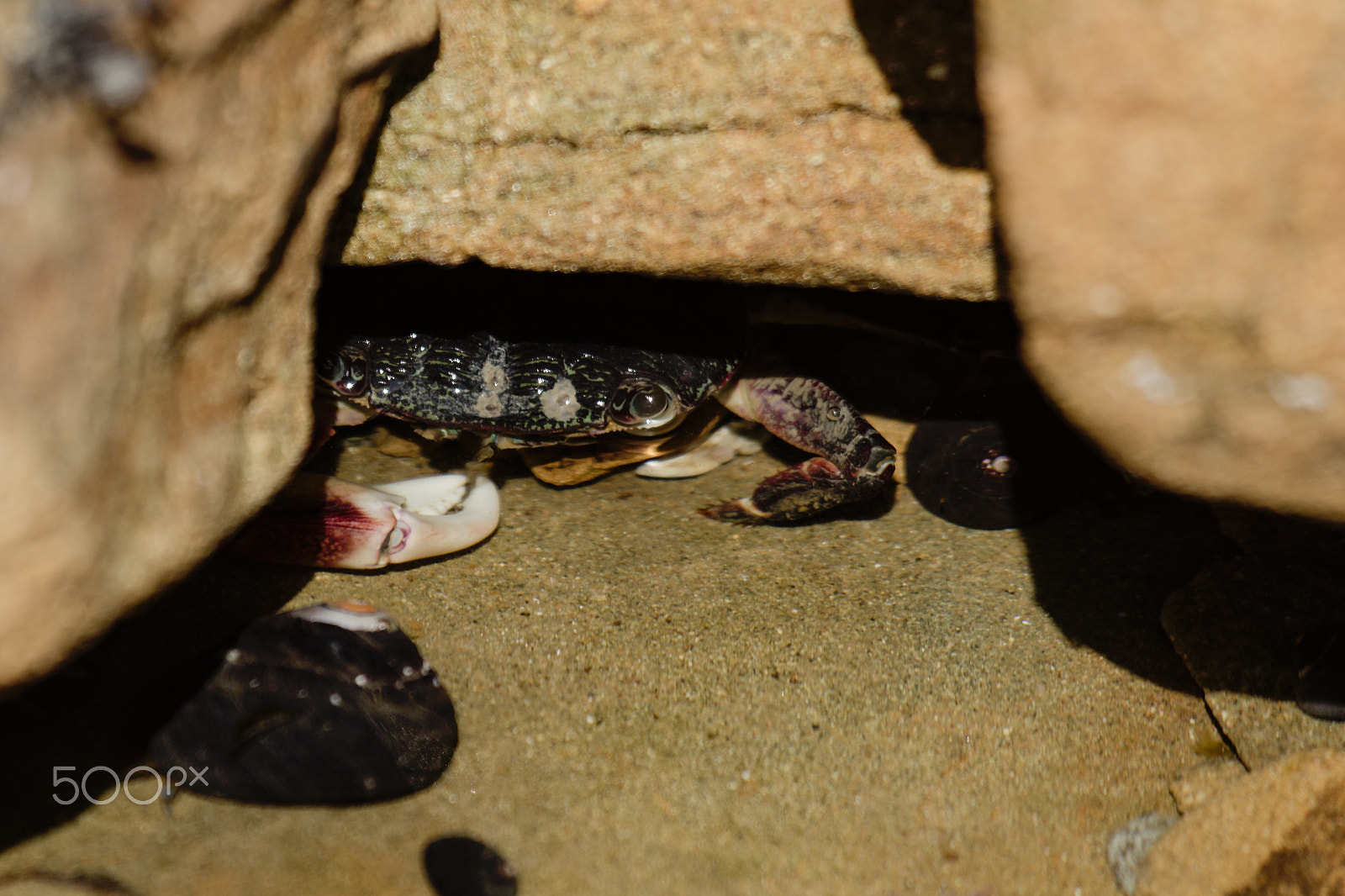 Canon EF 100-400mm F4.5-5.6L IS USM sample photo. Can't you see that i'm eating? photography