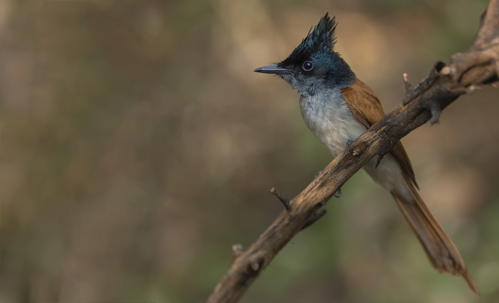 Nikon D750 + Nikon AF-S Nikkor 500mm F4G ED VR sample photo. Indian paradise flycatcher photography