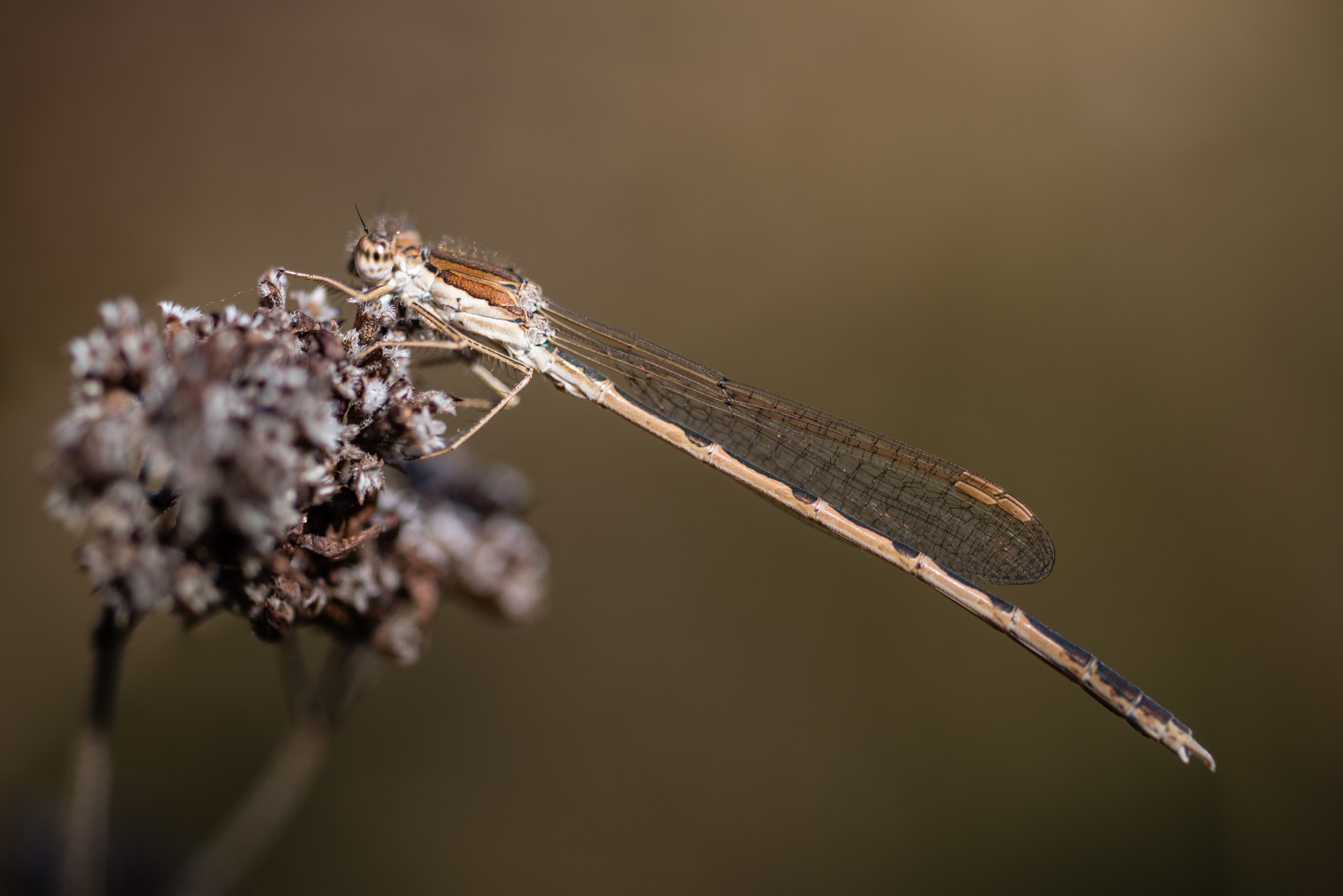 Nikon D800 sample photo. Gemeine winterlibelle photography