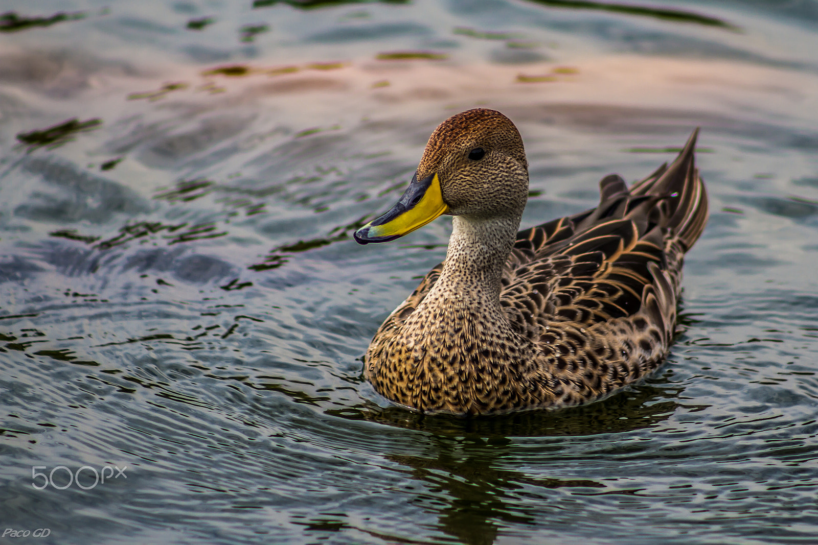 Canon EOS 7D + EF75-300mm f/4-5.6 sample photo. El pato photography
