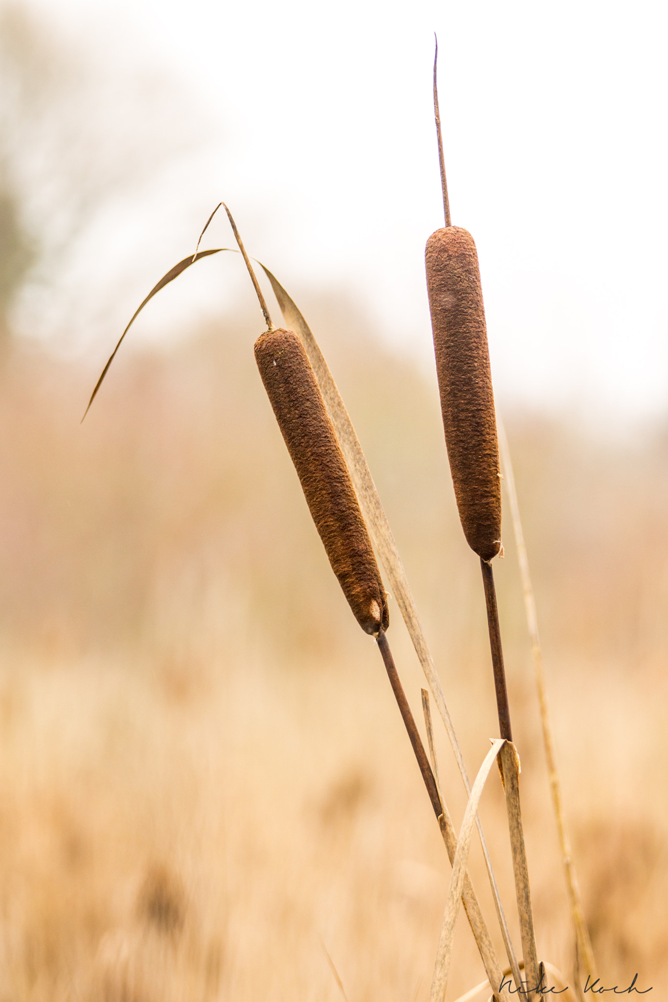 Sony 70-400mm F4-5.6 G SSM II sample photo. Reeds photography