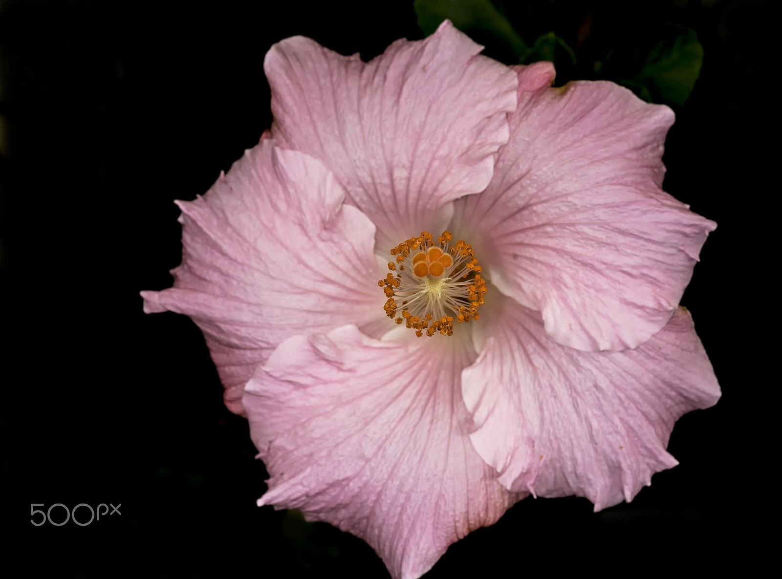 Sony a7R + Sony FE 90mm F2.8 Macro G OSS sample photo. Blooming flower photography