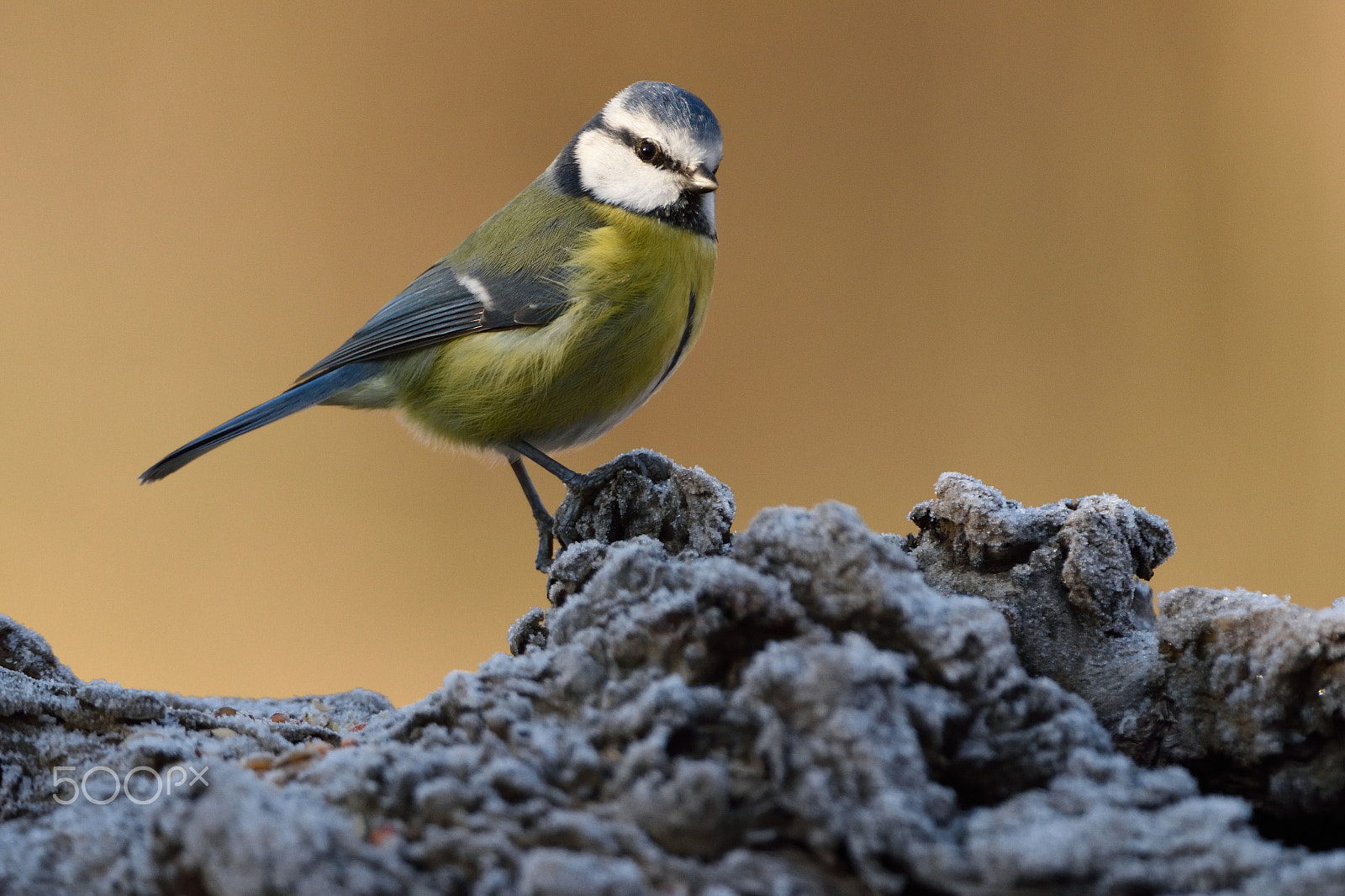 Nikon D810 + Nikon AF-S Nikkor 200-400mm F4G ED-IF VR sample photo. Blue tit photography