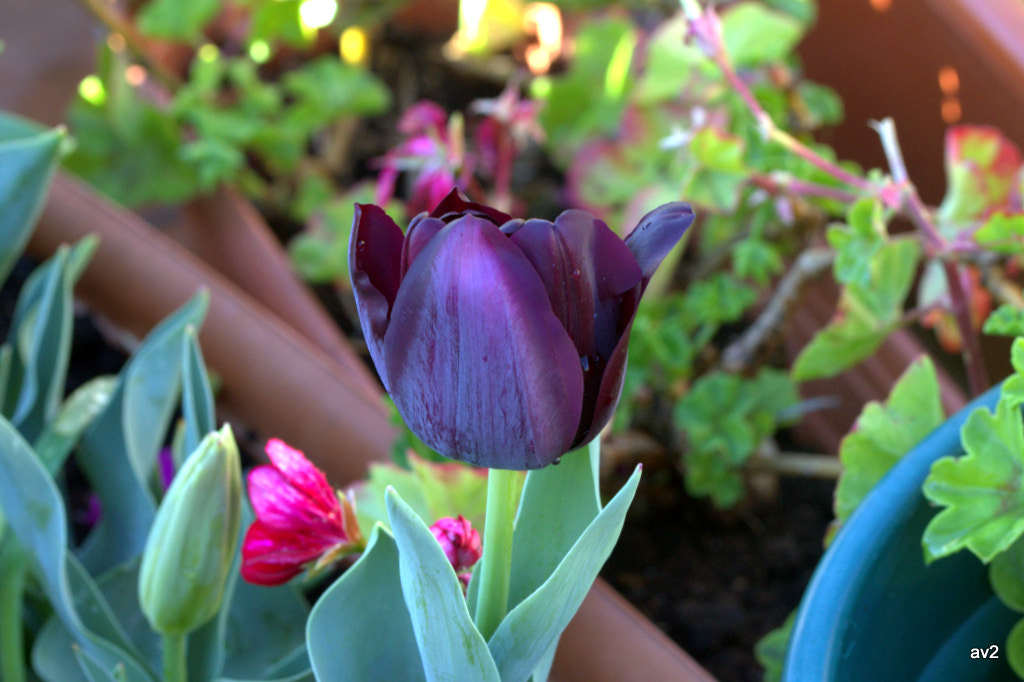 Canon EF 100mm F2.8L Macro IS USM sample photo. Mi jardincito photography