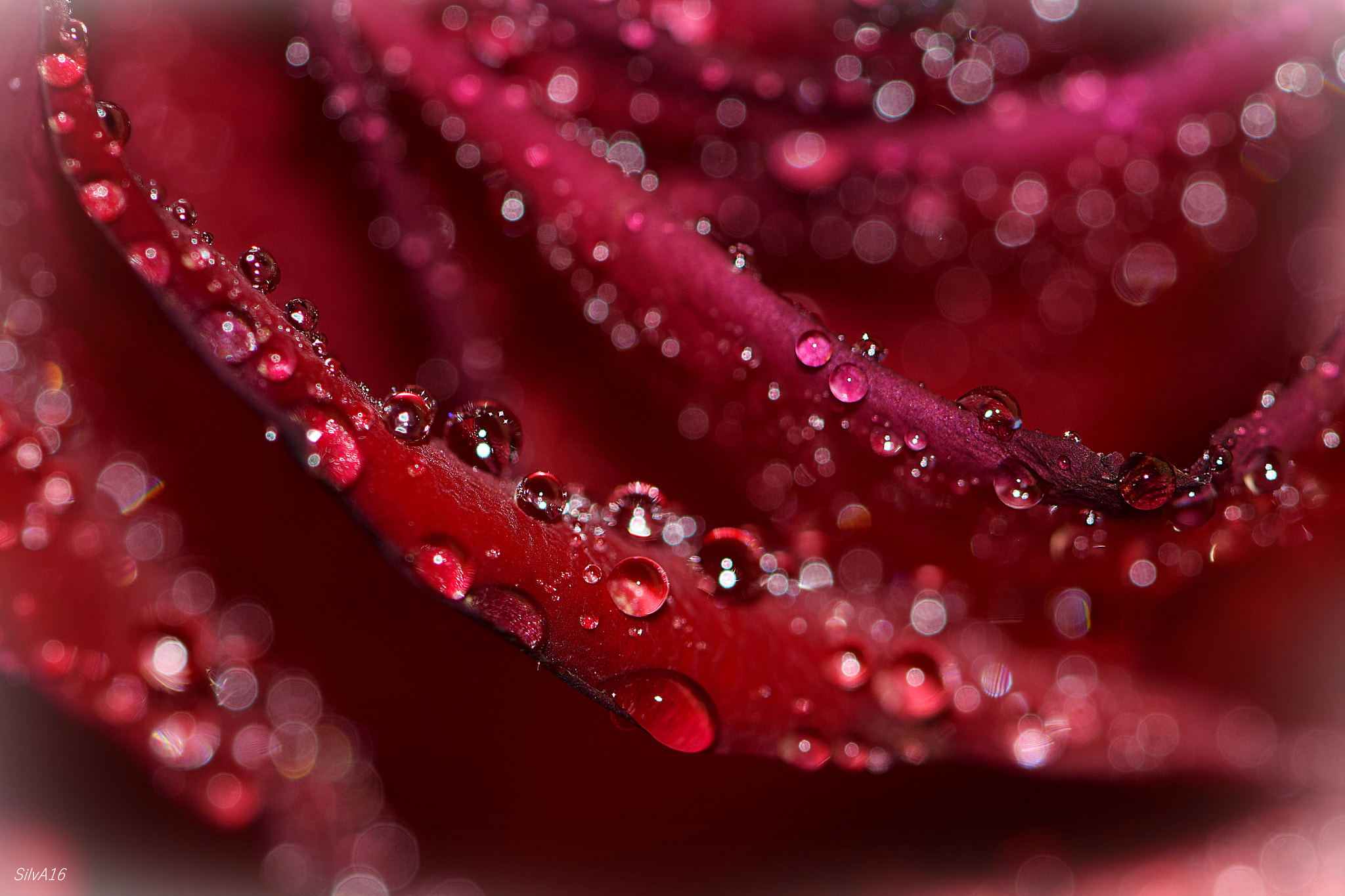 Nikon AF-S Micro-Nikkor 105mm F2.8G IF-ED VR sample photo. Red photography