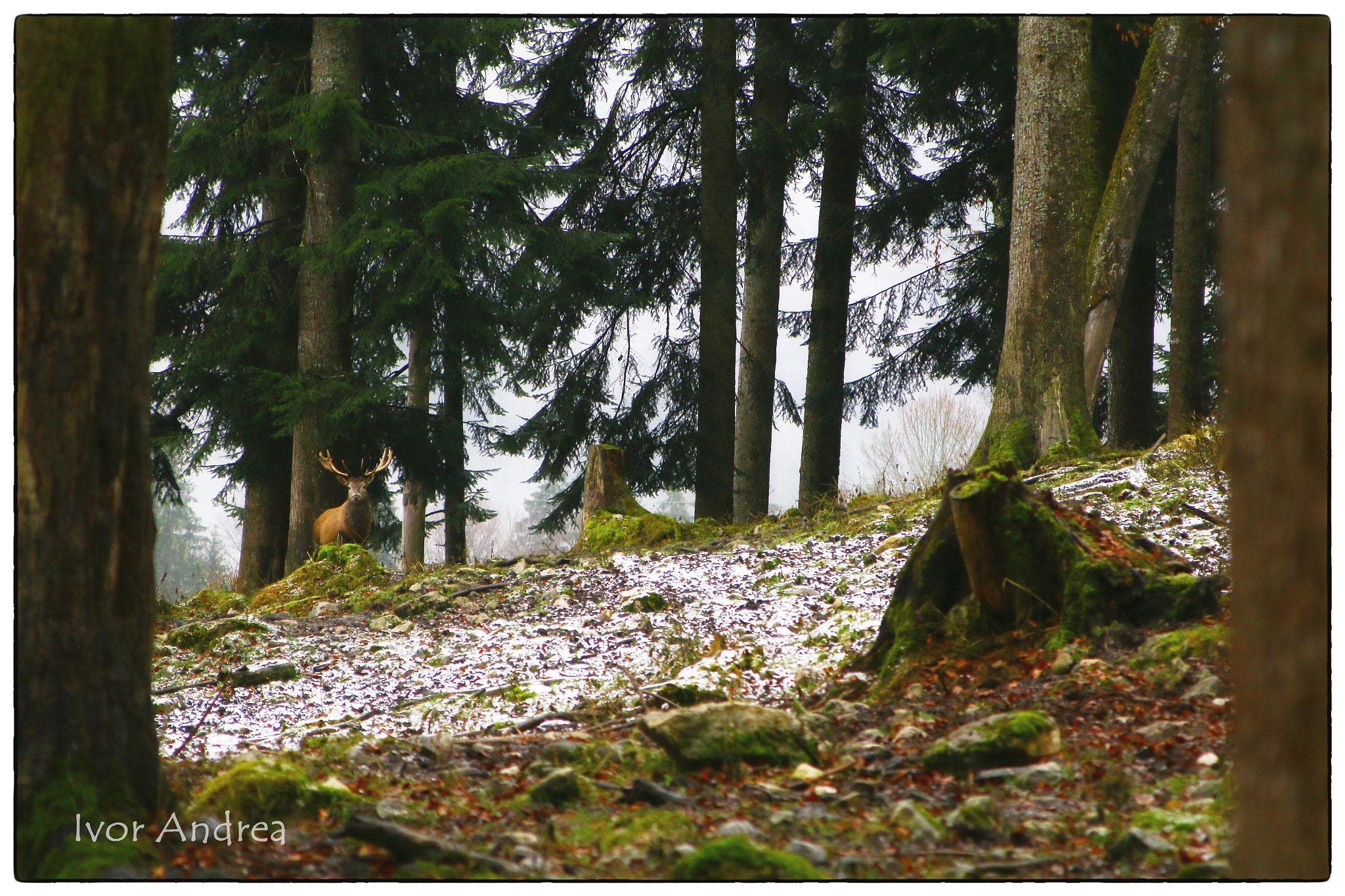 Canon EF 28-105mm f/3.5-4.5 USM sample photo. Stag in the forest photography