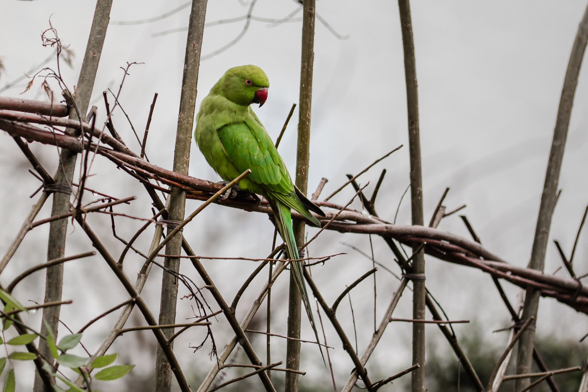 Sigma 105mm F2.8 EX DG OS HSM sample photo. Parakeet photography