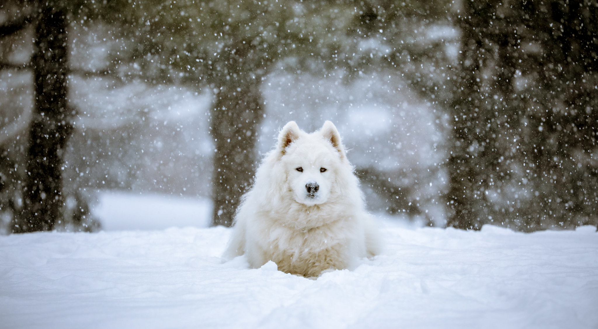 Canon EF 70-300mm F4-5.6L IS USM sample photo. Snowfall and the samoyed photography