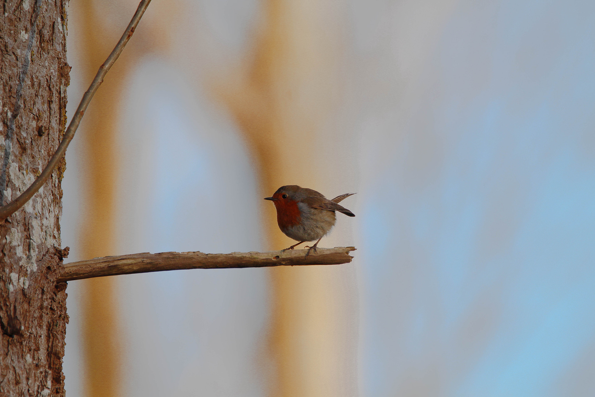 150-600mm F5-6.3 DG OS HSM | Contemporary 015 sample photo. Rouge gorge photography