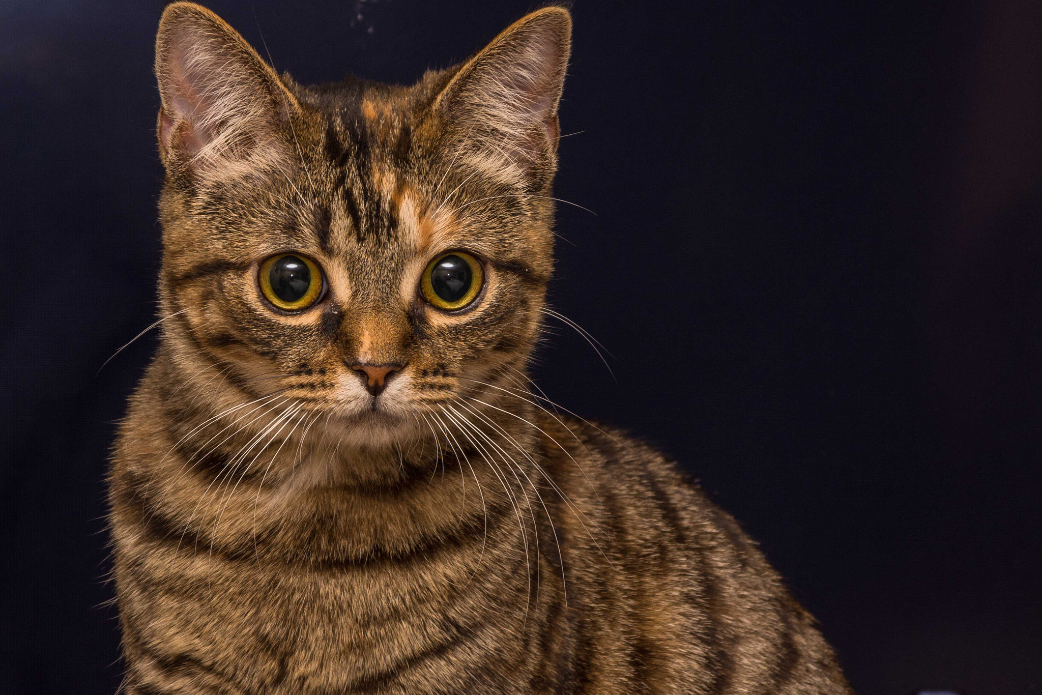 Sigma 28-300mm F3.5-6.3 DG Macro sample photo. Minnie cat photography