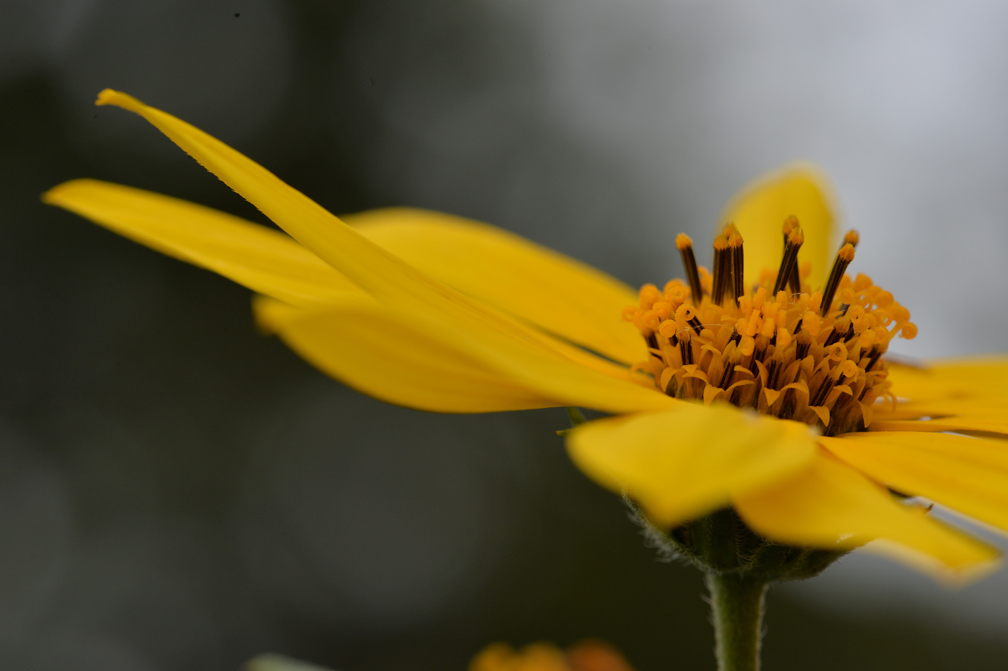 Nikon Df sample photo