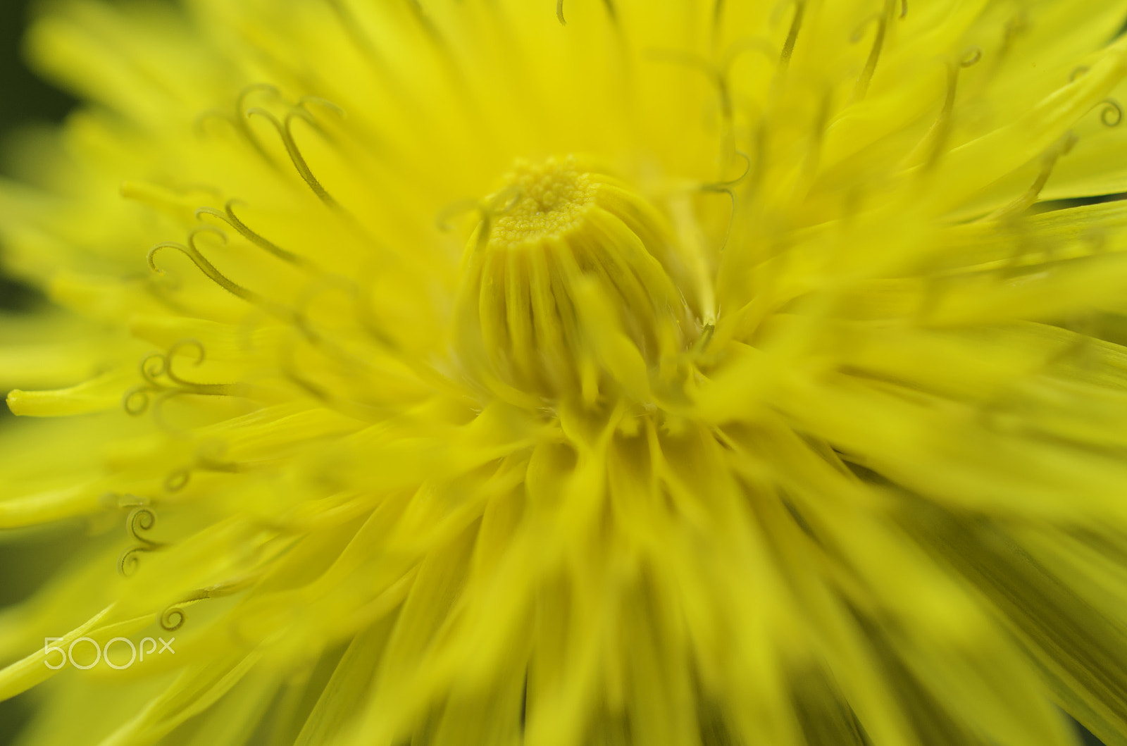 Nikon AF-S DX Micro Nikkor 40mm F2.8 sample photo. Abstract flower photography