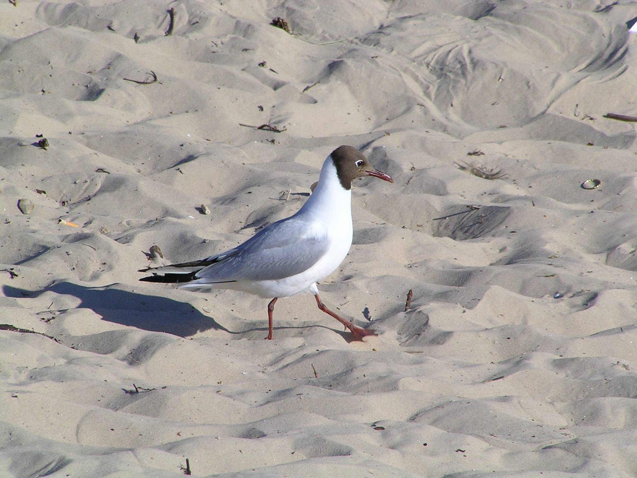 Olympus C760UZ sample photo. Walking bird on the beach photography