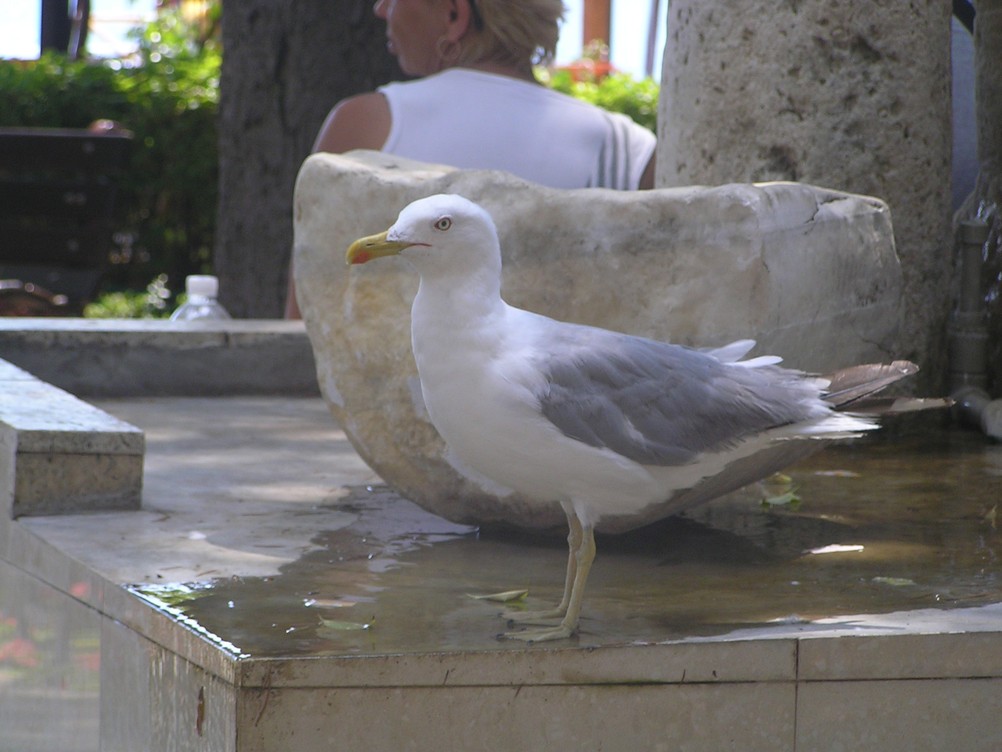 Olympus C760UZ sample photo. Seagull drinks water photography