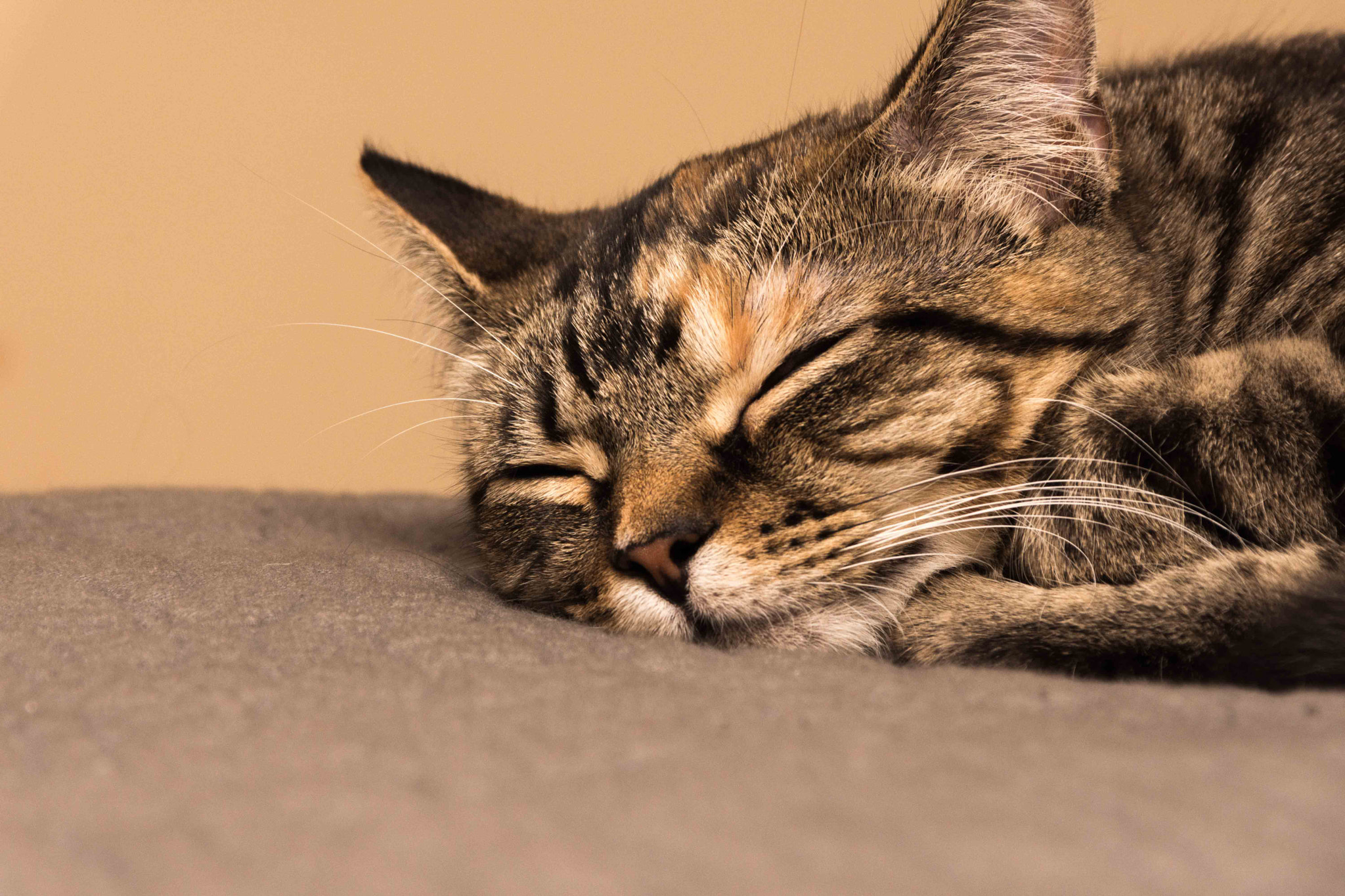 Sigma 28-300mm F3.5-6.3 DG Macro sample photo. Minnie cat photography