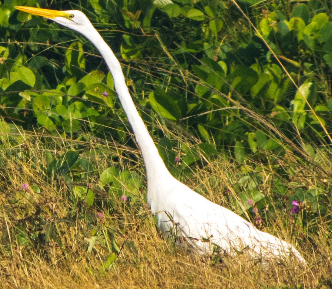 smc PENTAX-DA L 55-300mm F4-5.8 ED sample photo. White egret photography