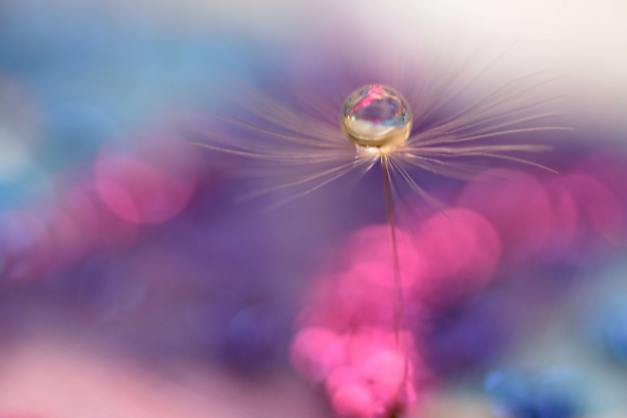 Sigma 105mm F2.8 EX DG OS HSM sample photo. Something magic photography