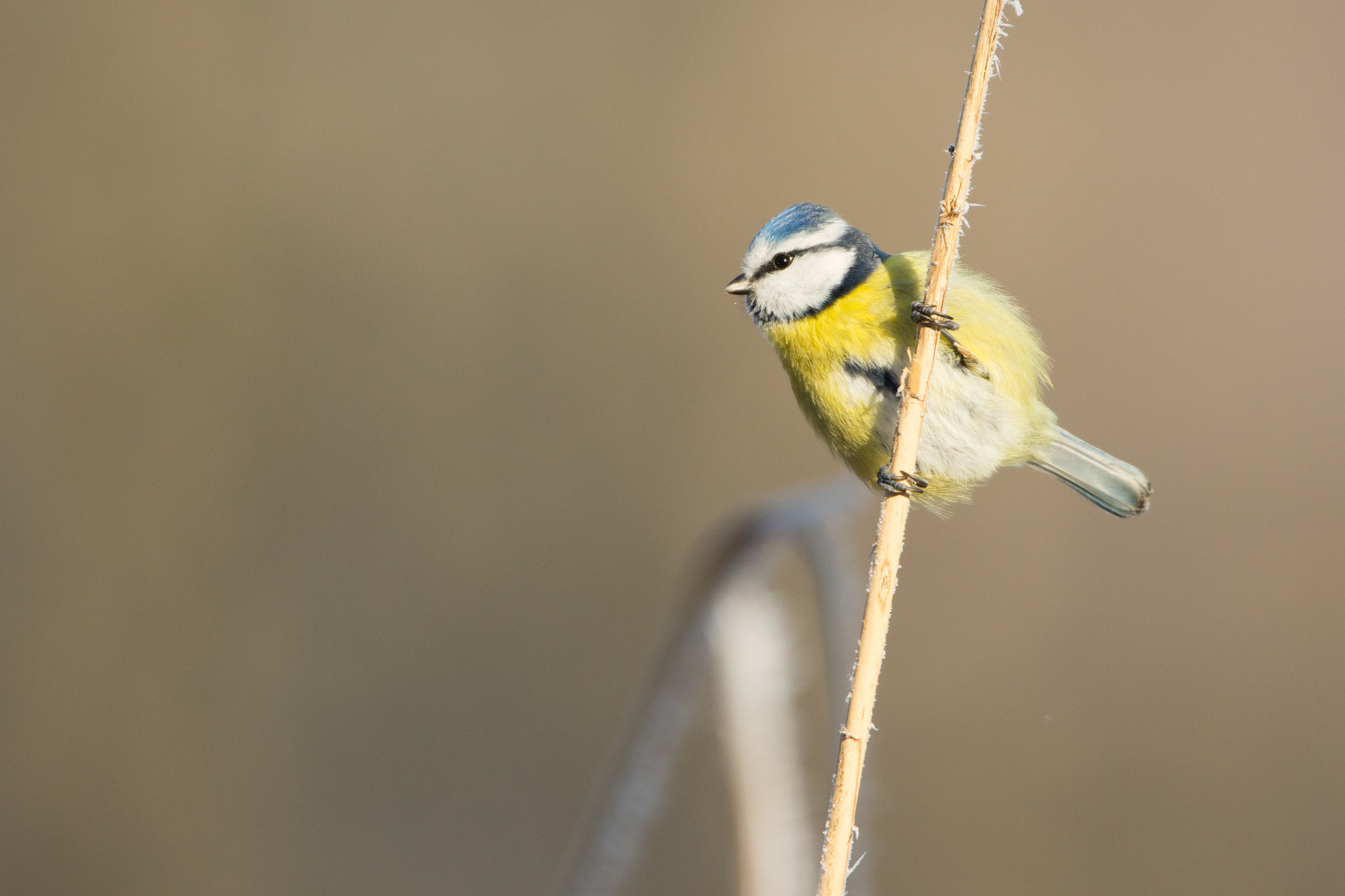 150-600mm F5-6.3 DG OS HSM | Contemporary 015 sample photo. Seedfriend photography