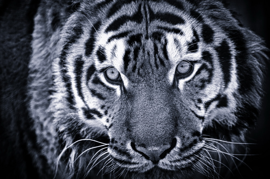 Nikon D3 sample photo. *** photography