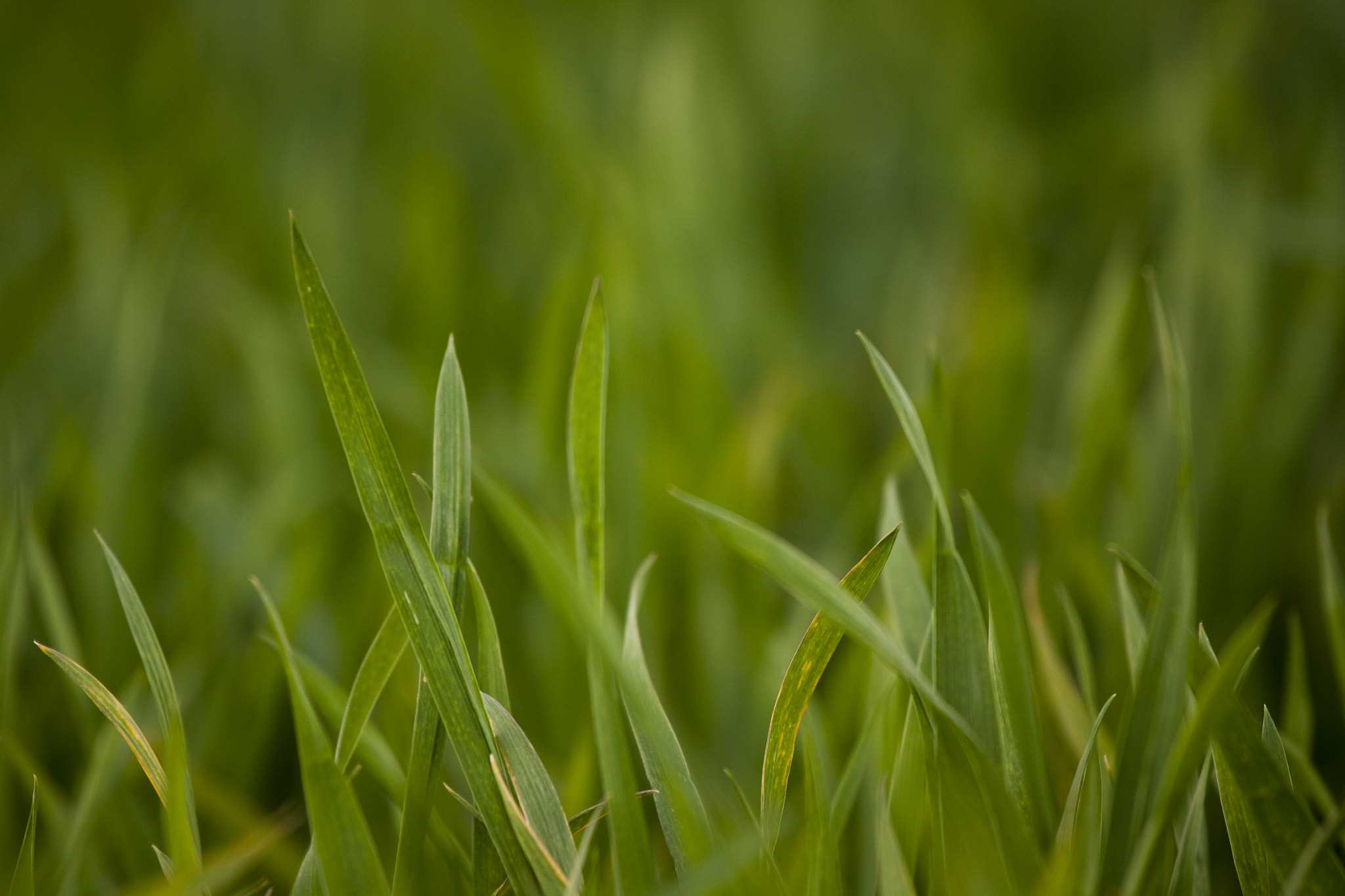 Canon EOS 50D + Canon EF 70-200mm F4L IS USM sample photo. Jav photography