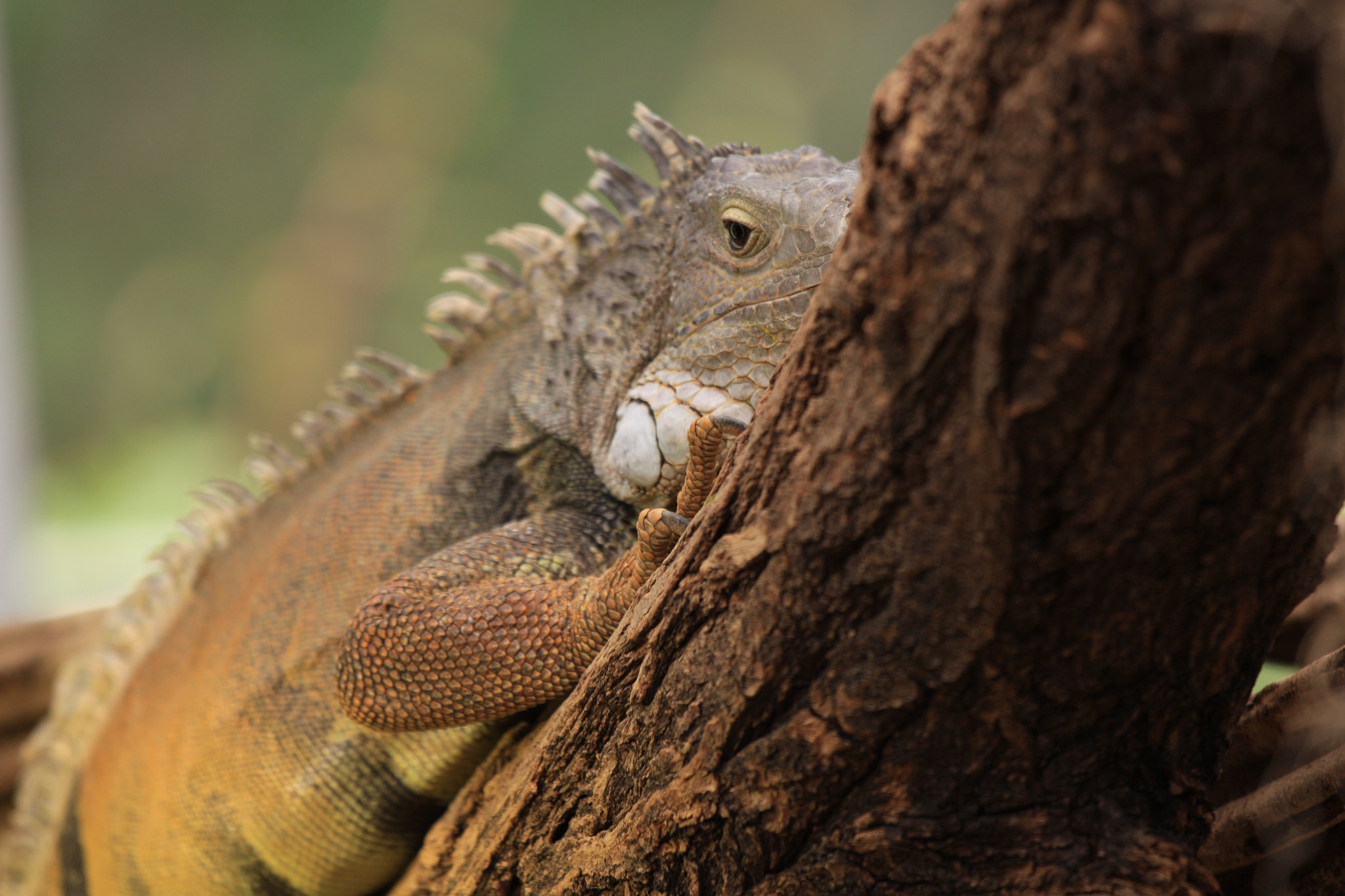 Canon EOS 50D + Canon EF 70-200mm F4L IS USM sample photo. Img photography
