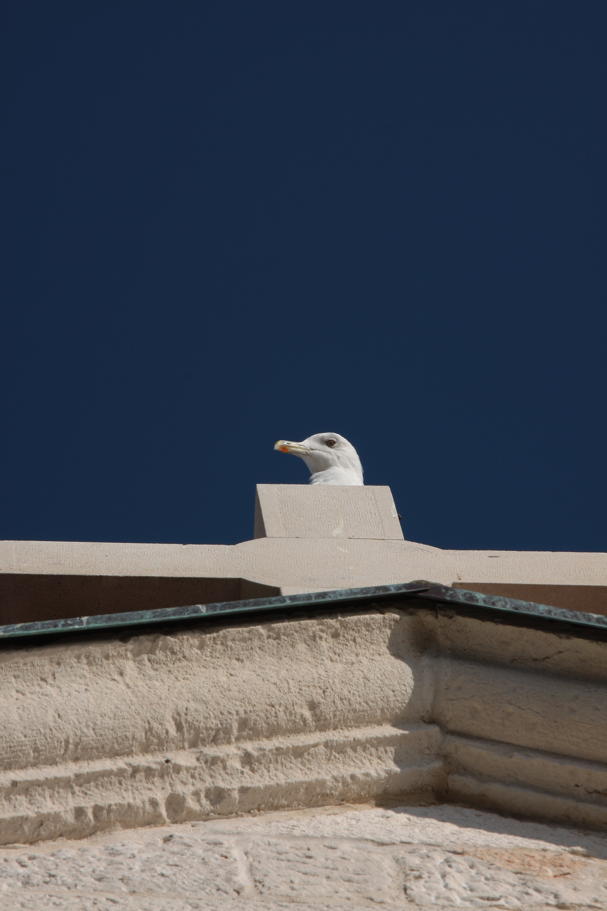 Canon EOS 50D + Canon EF 70-200mm F4L IS USM sample photo. Img photography