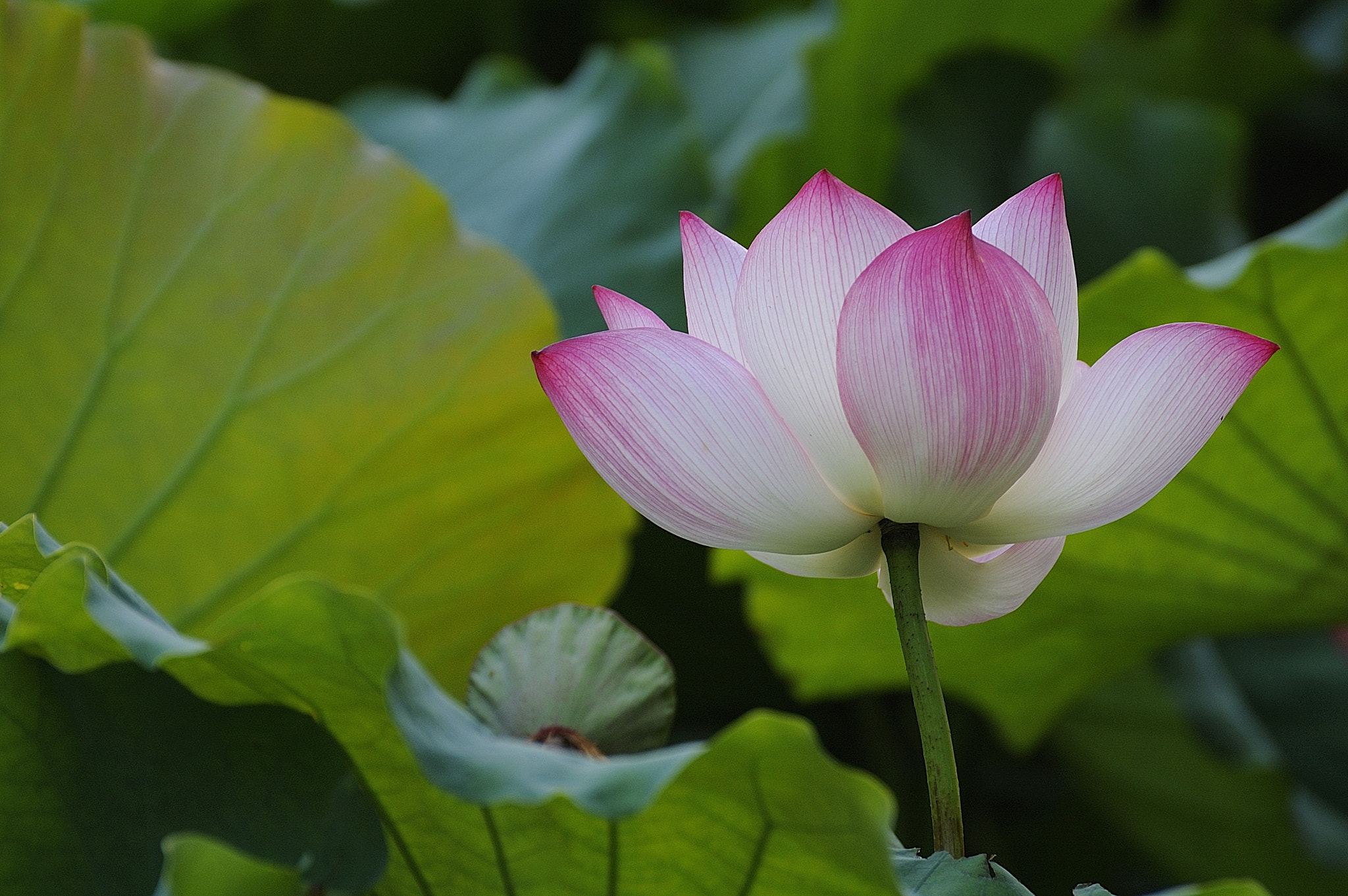 Nikon D70 sample photo. Beijing photography