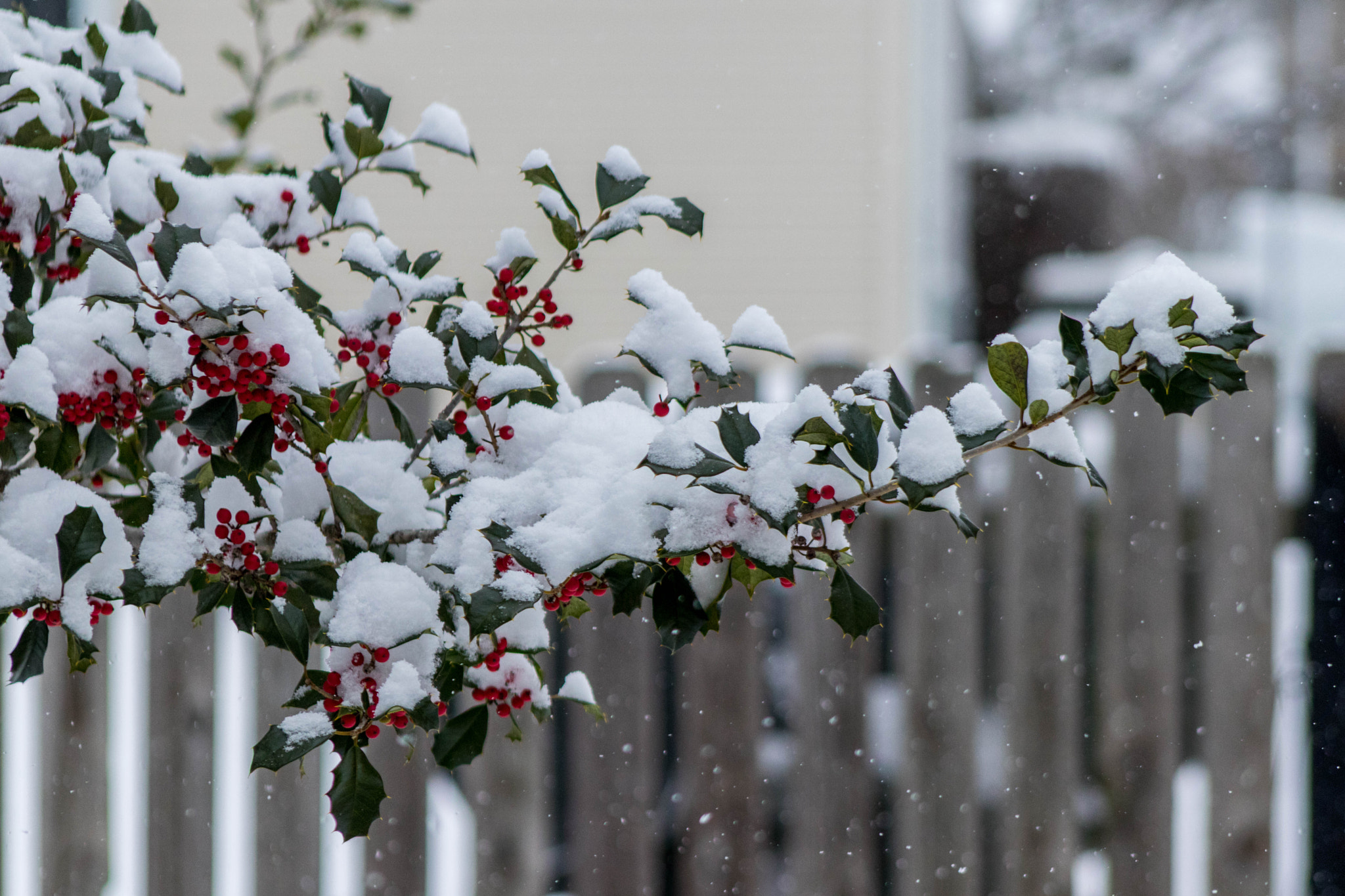EF75-300mm f/4-5.6 sample photo. Holly with snow photography