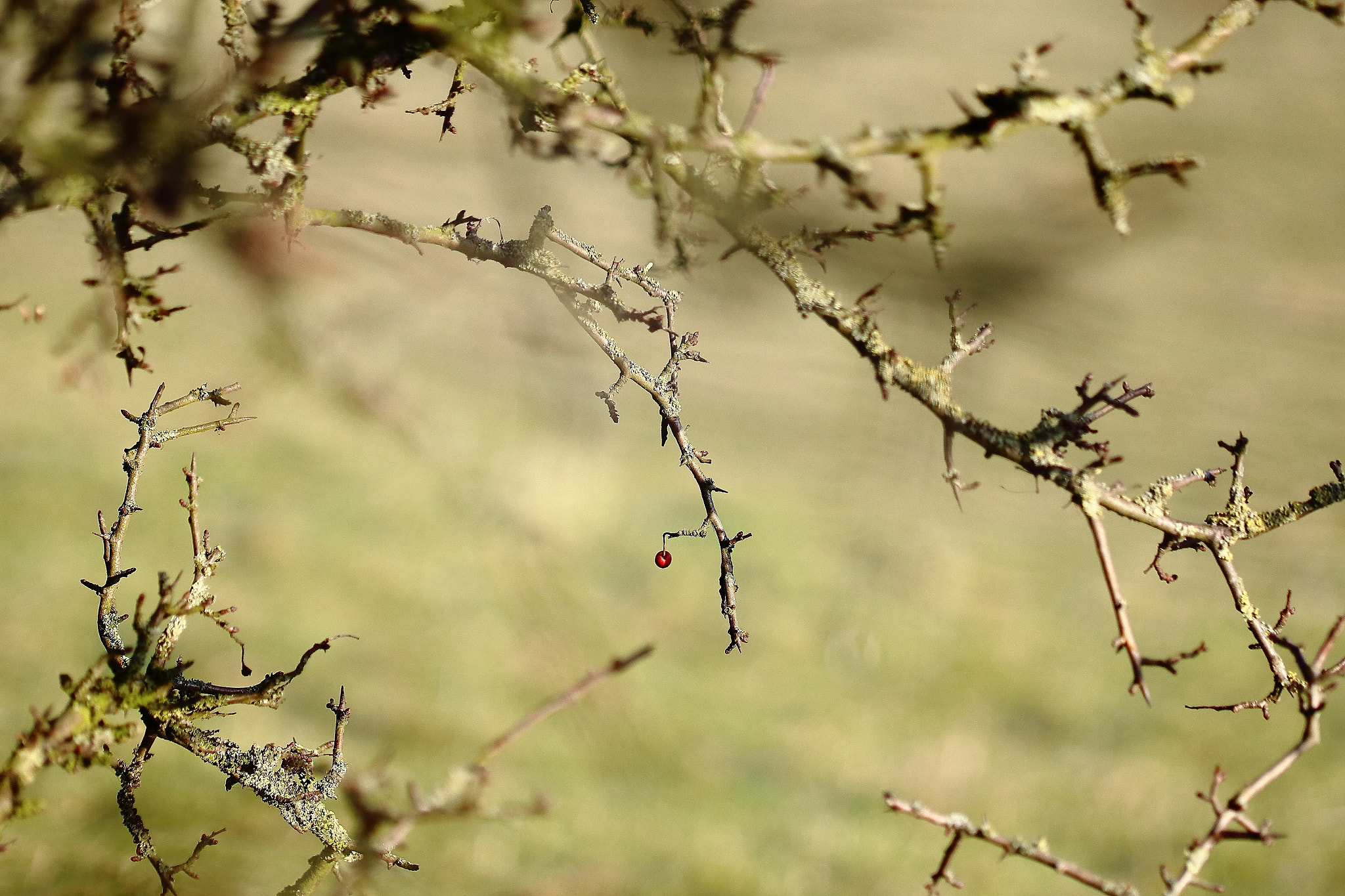 Canon EF 100mm F2.8L Macro IS USM sample photo. Einsame beere :) photography