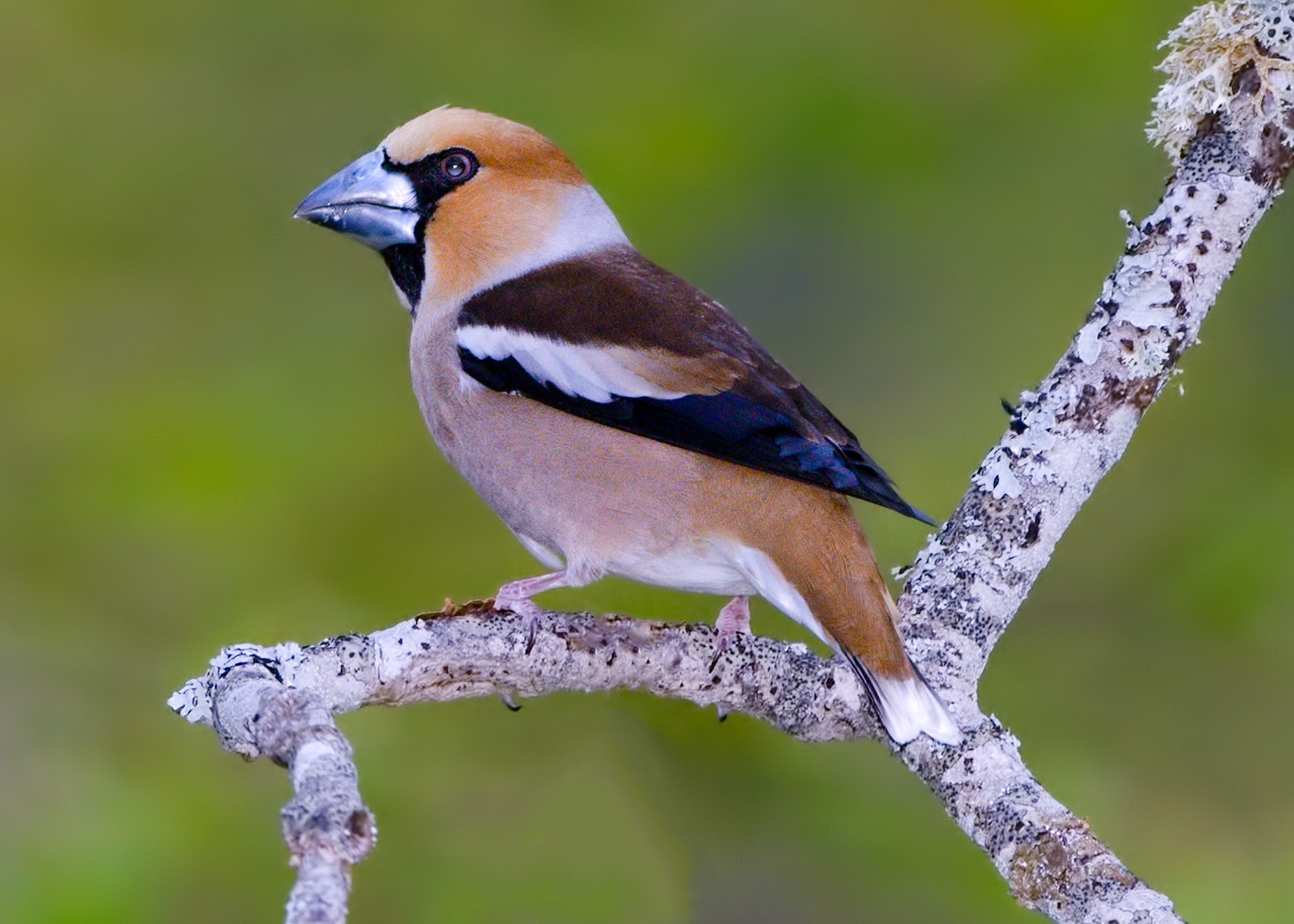 Nikon D800E + Nikon AF-S Nikkor 500mm F4G ED VR sample photo. Hawfinch photography